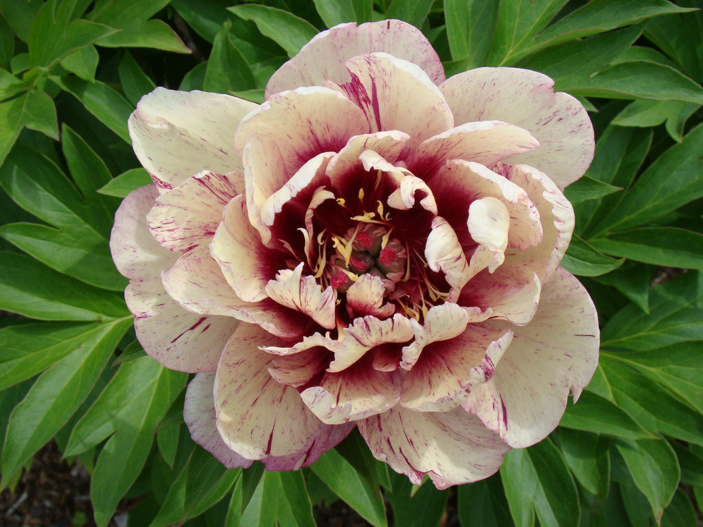 Paeonia Garden Candy® All that Jazz 1 gallon plant