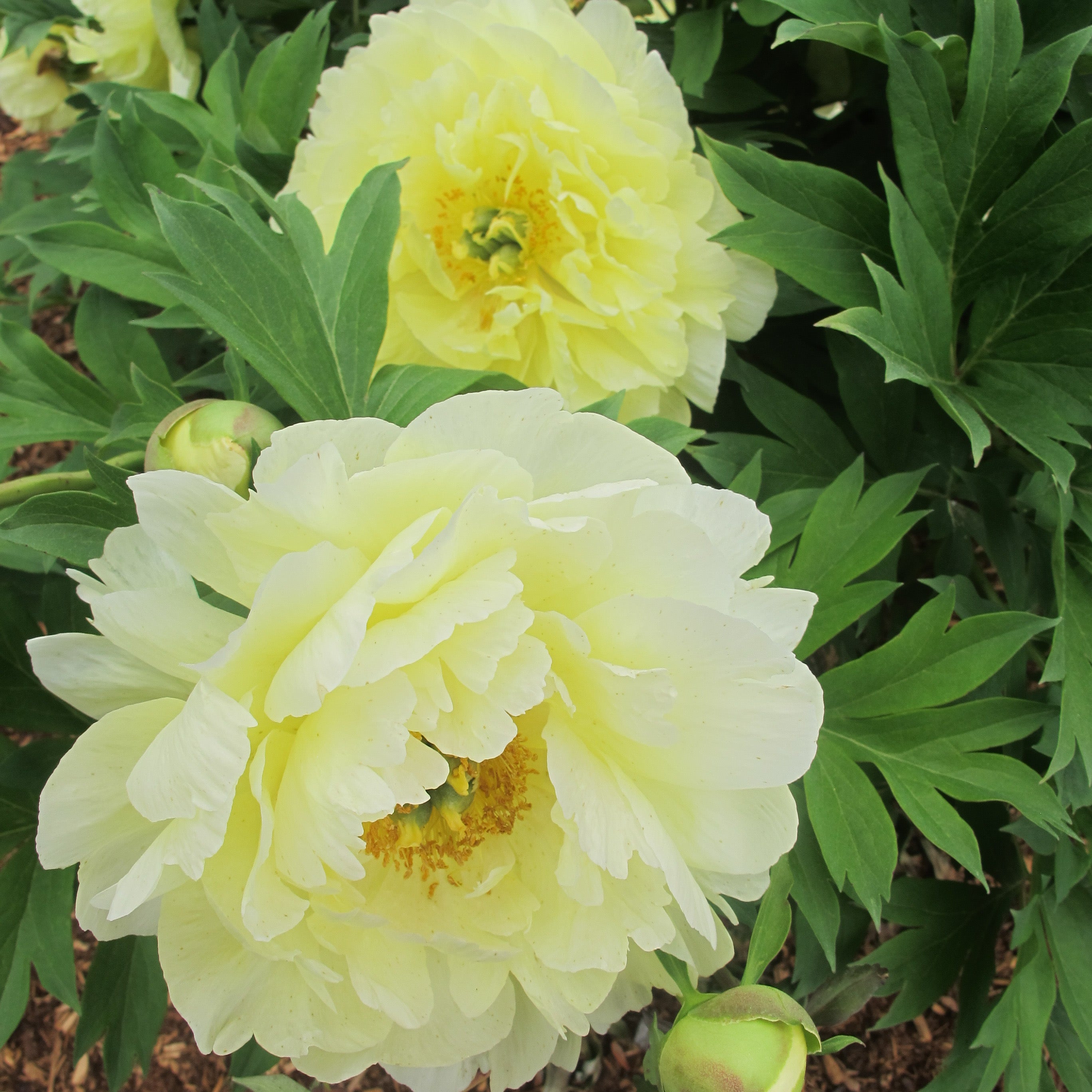 Paeonia Garden Candy® Amy Jo 1 gallon plant
