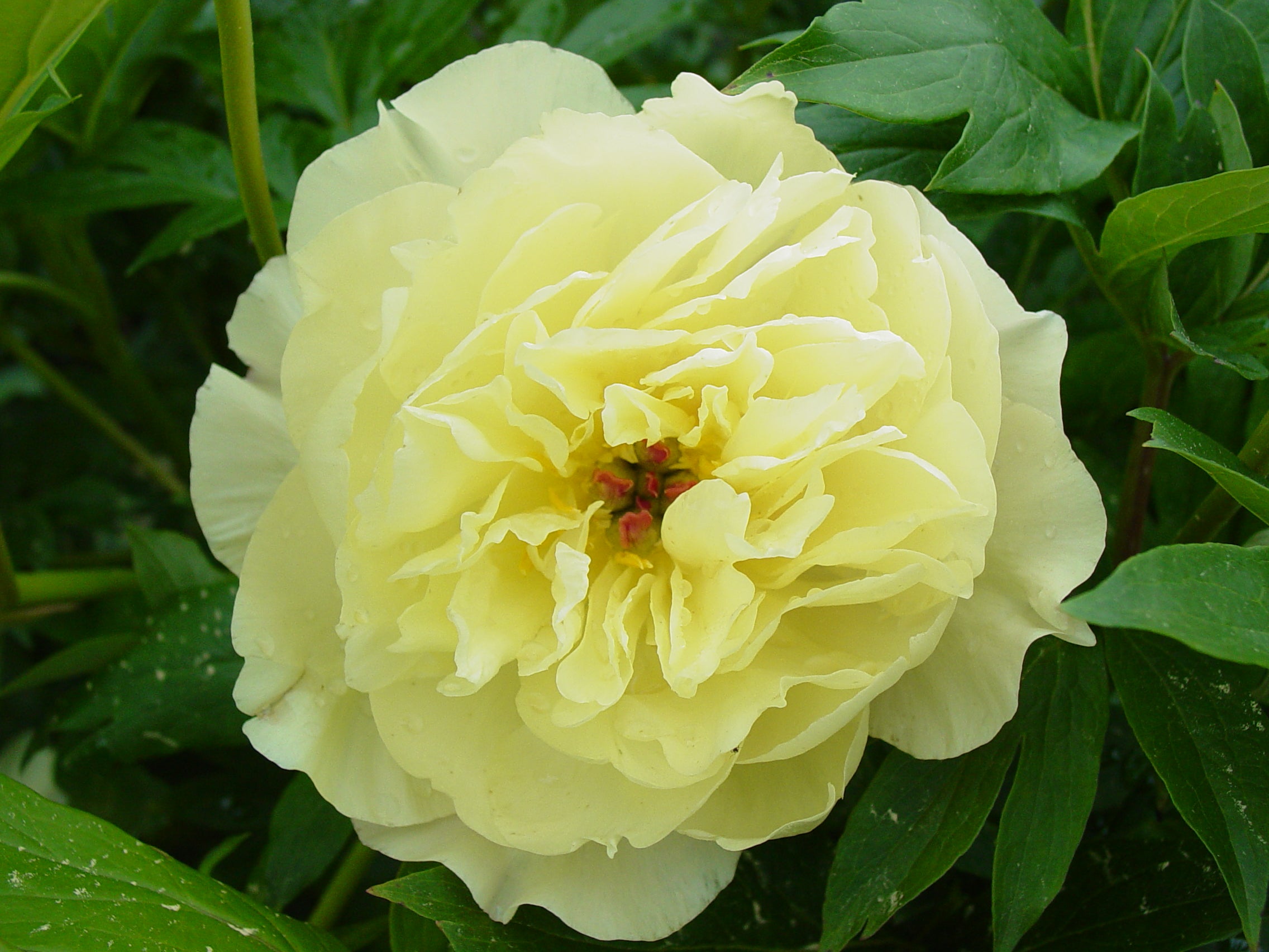 Paeonia Garden Candy® Amy Jo 1 gallon plant