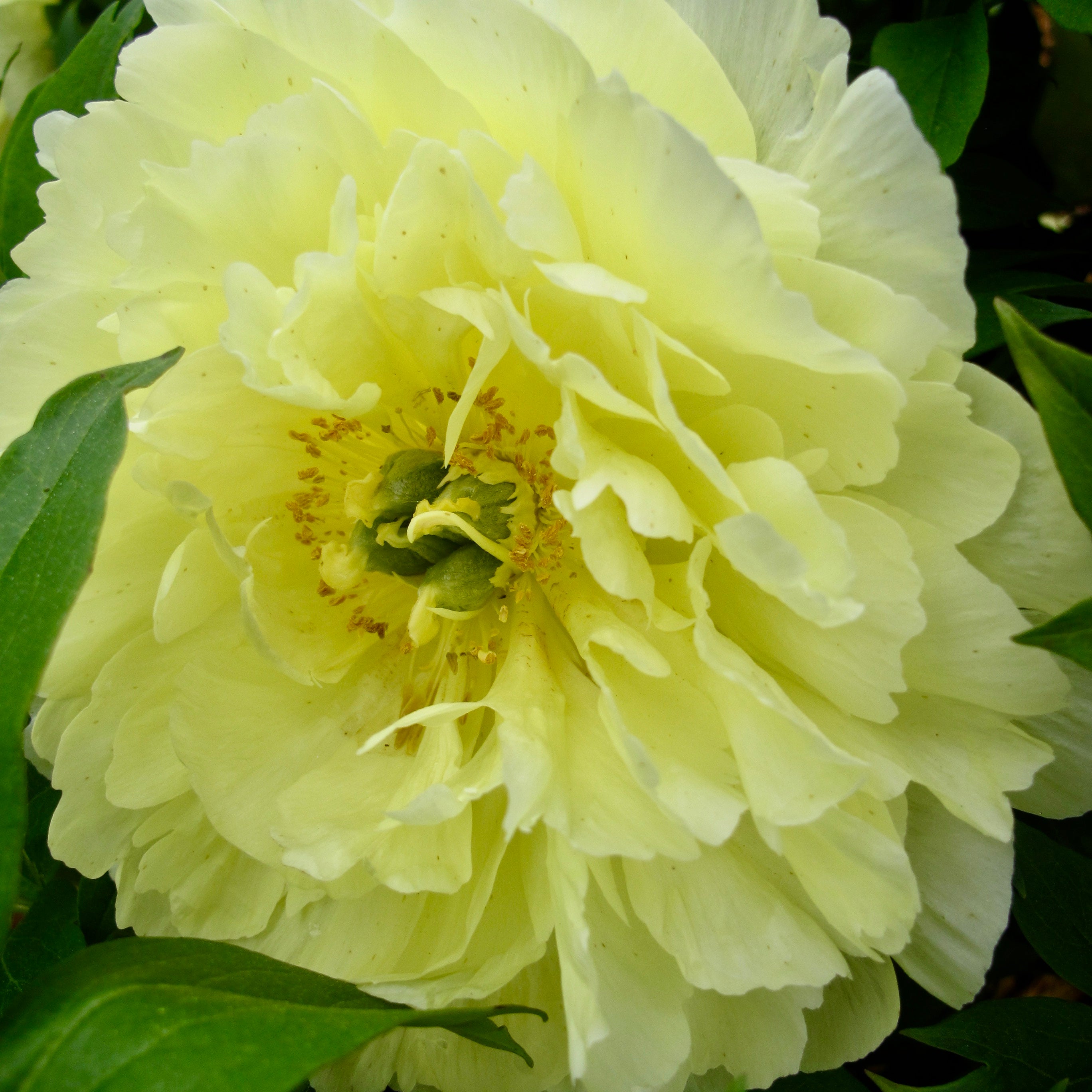 Paeonia Garden Candy® Amy Jo 1 gallon plant