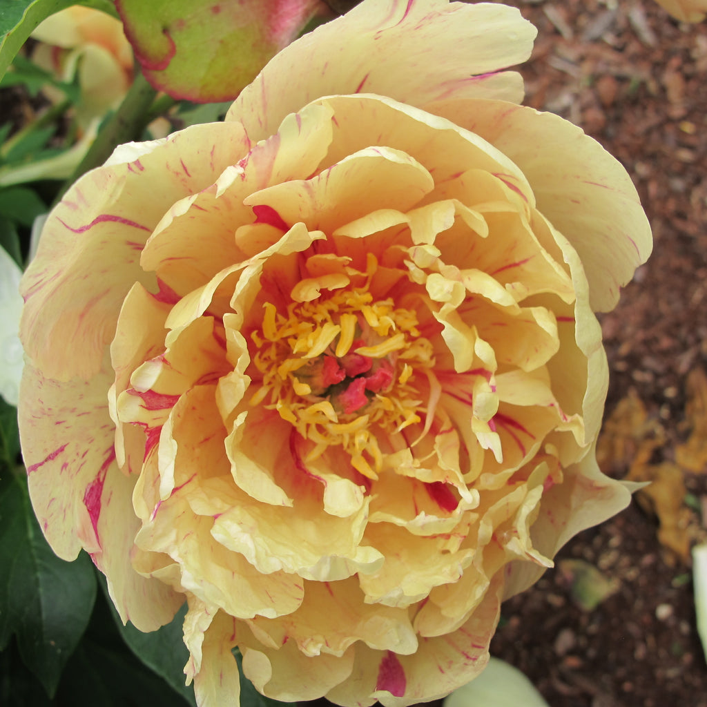 Paeonia Garden Candy® Blueberry Lemonade™ 1 gallon plant
