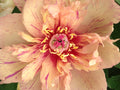 Paeonia Garden Candy® Blueberry Lemonade™ 1 gallon plant