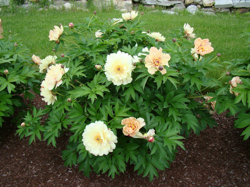 Paeonia Garden Candy® Blueberry Lemonade™ 1 gallon plant