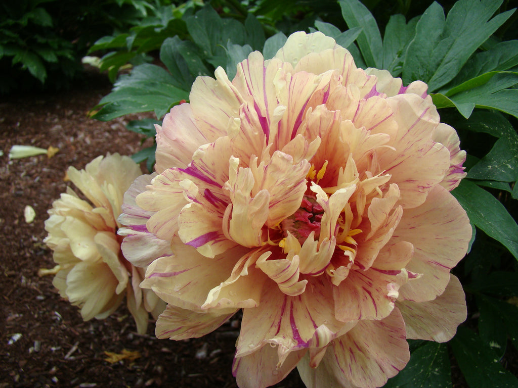 Paeonia Garden Candy® Blueberry Lemonade™ 1 gallon plant