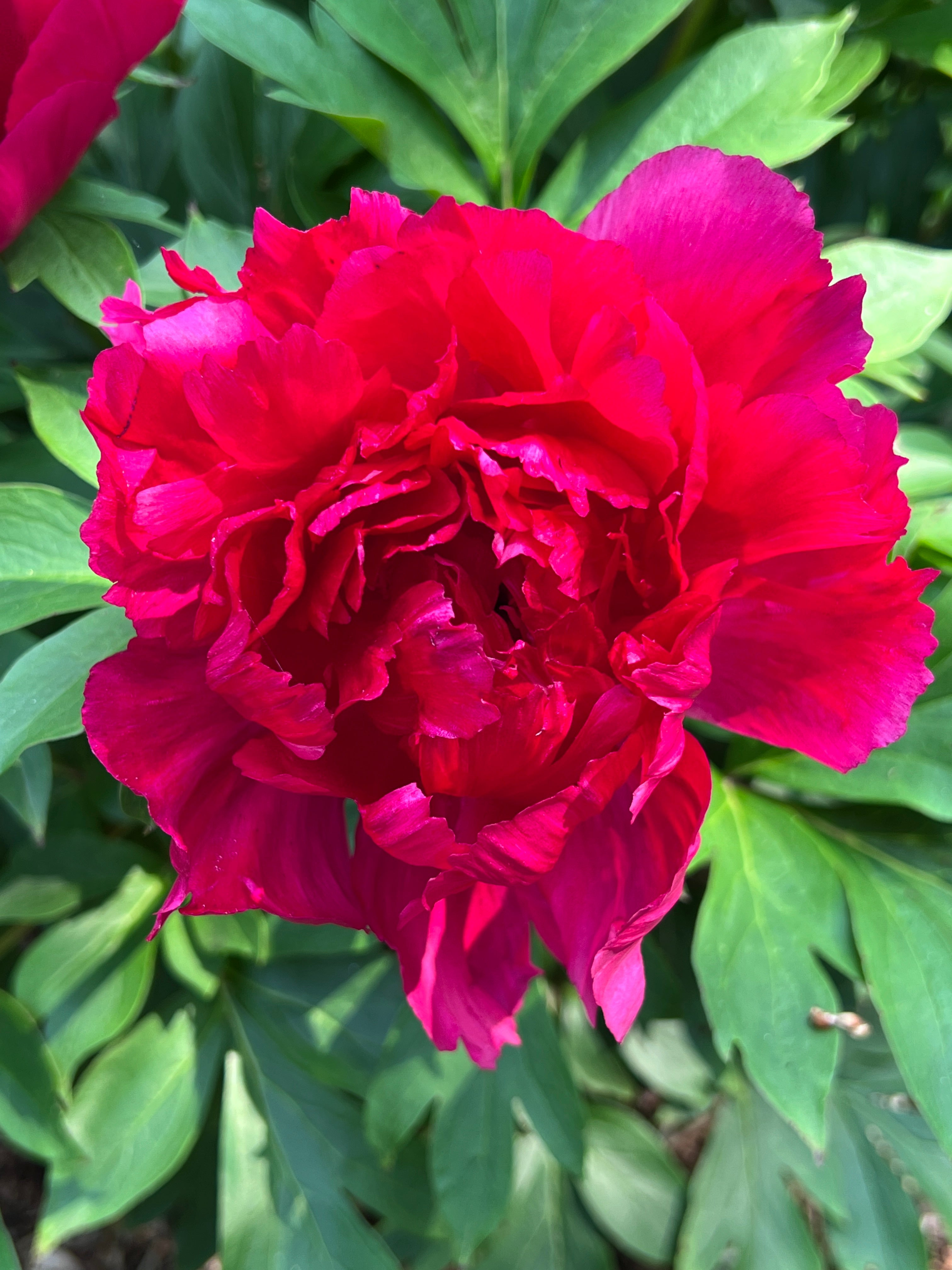 Paeonia Garden Candy® Candy Apple™ 1 gallon plant