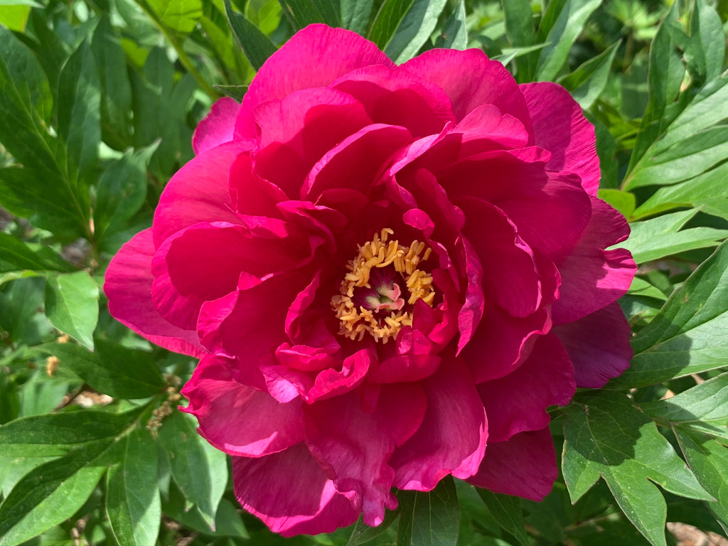 Paeonia Garden Candy® Candy Apple™ 1 gallon plant