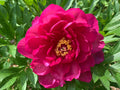 Paeonia Garden Candy® Candy Apple™ 1 gallon plant
