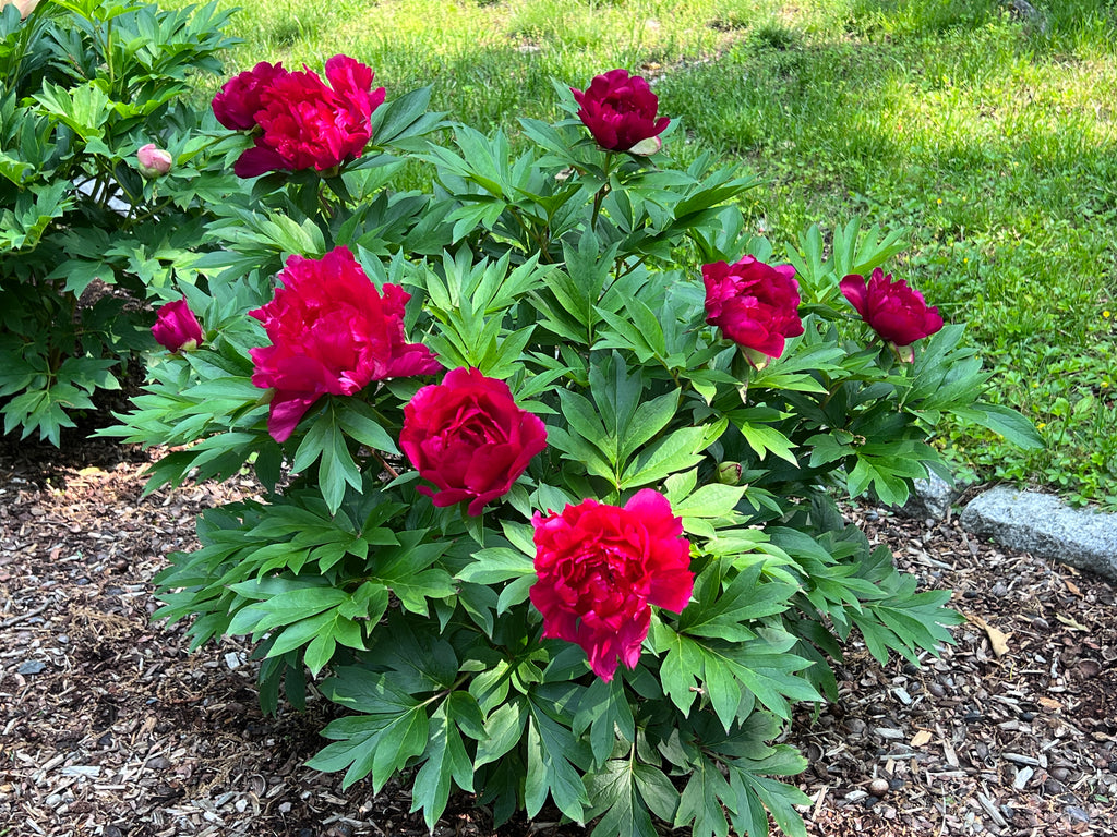 Paeonia Garden Candy® Candy Apple™ 1 gallon plant