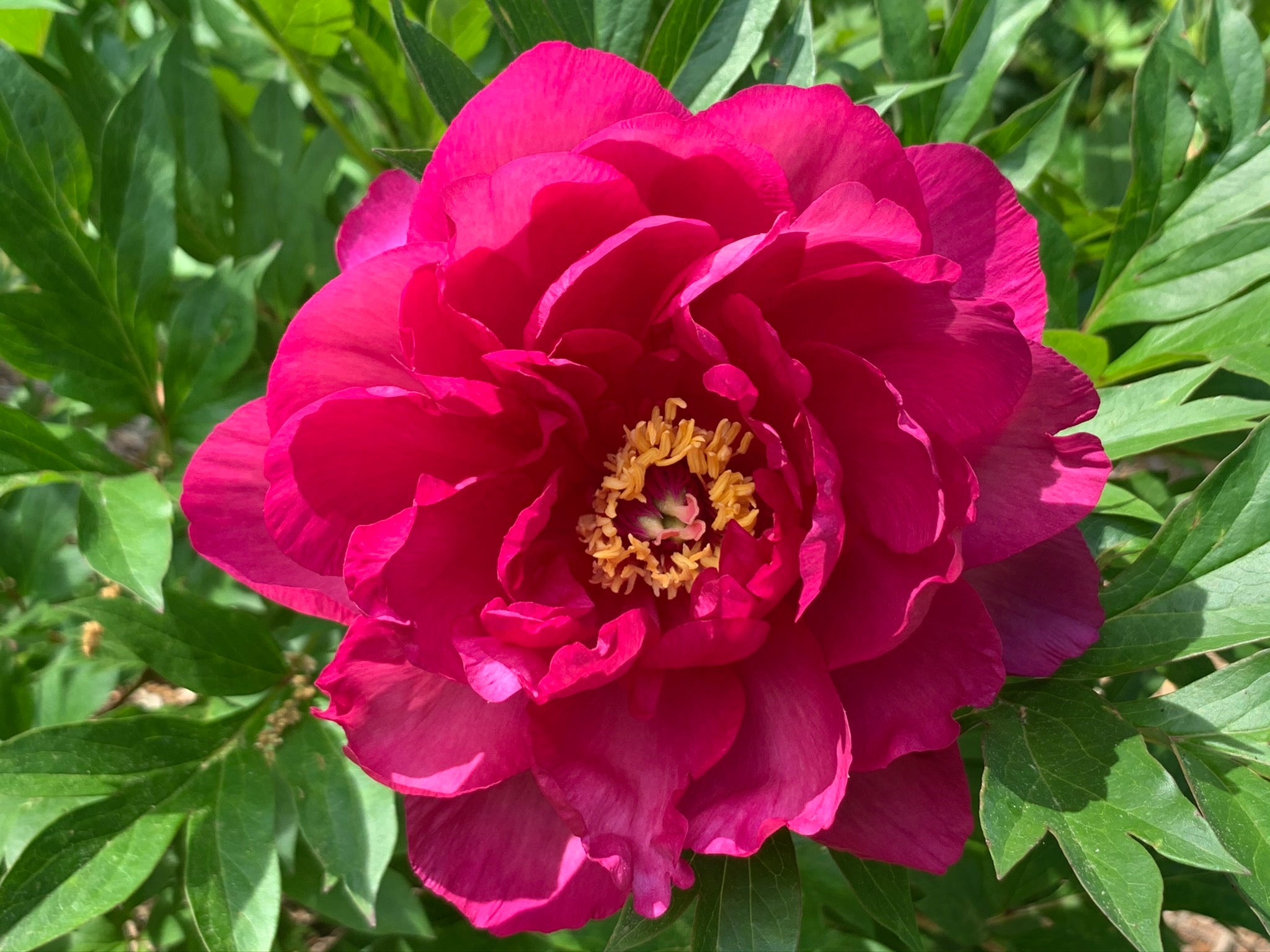 Paeonia Garden Candy® Candy Apple™ 1 gallon plant