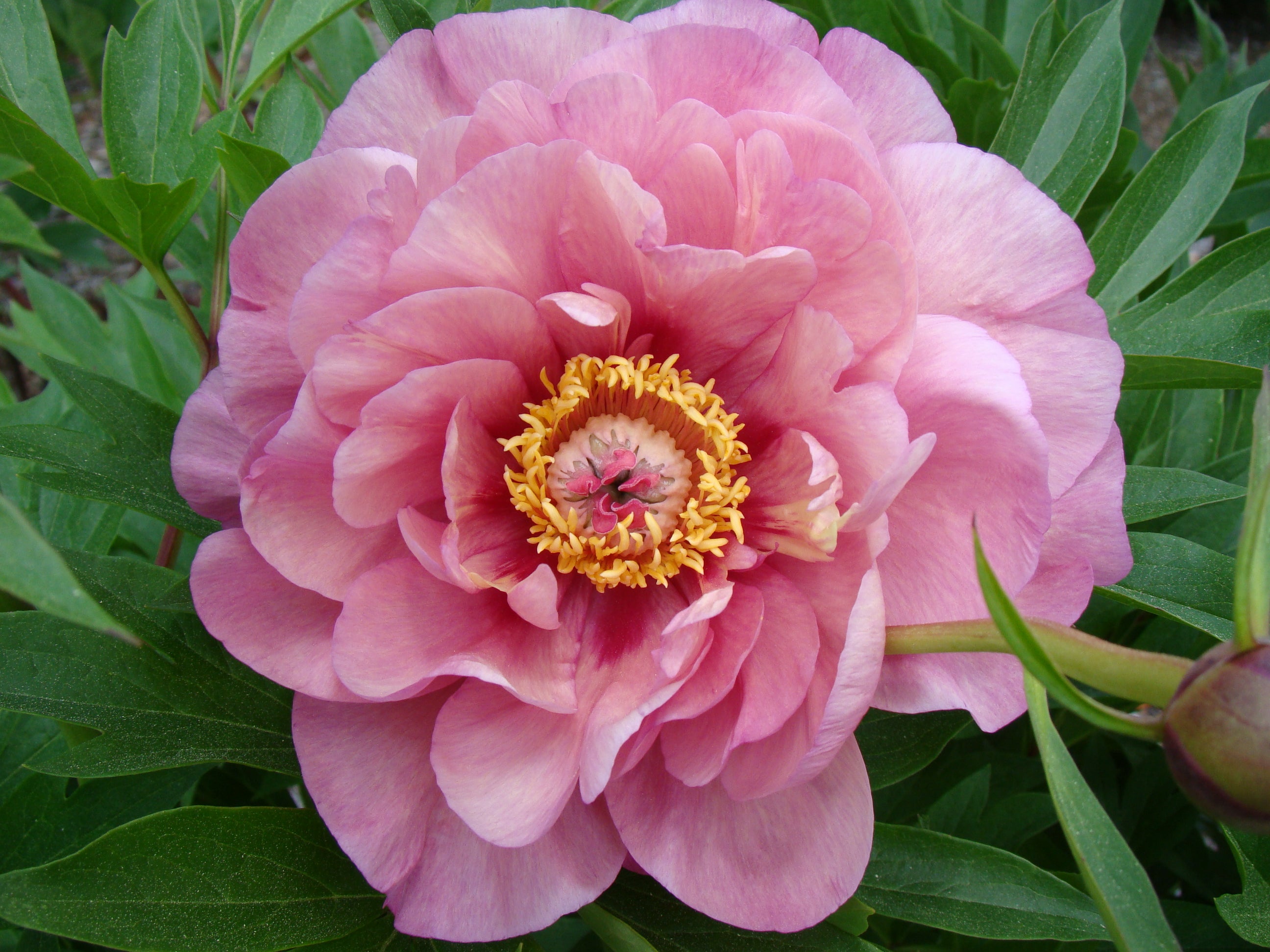Paeonia Garden Candy® Double Bubble Pink™ 1 gallon plant