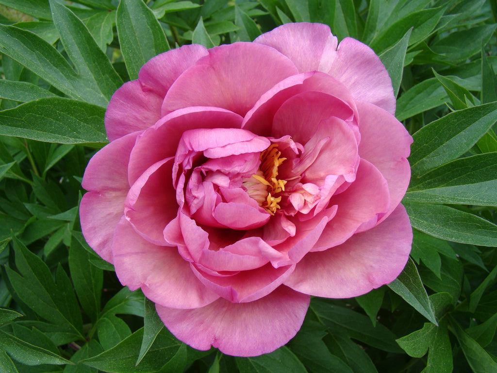 Paeonia Garden Candy® Double Bubble Pink™ 1 gallon plant