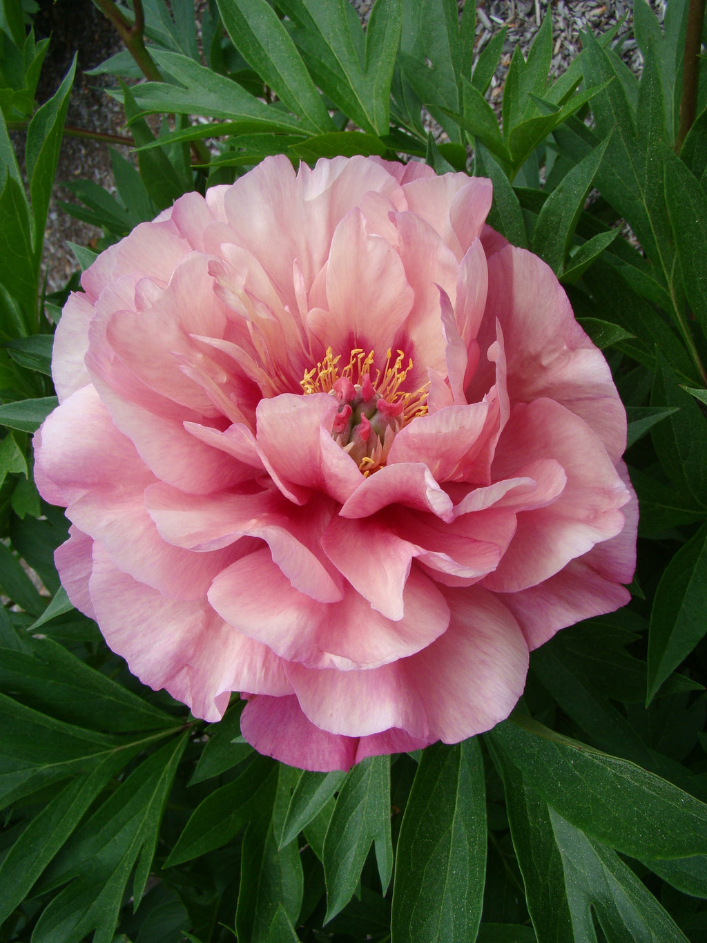 Paeonia Garden Candy® Double Bubble Pink™ 1 gallon plant