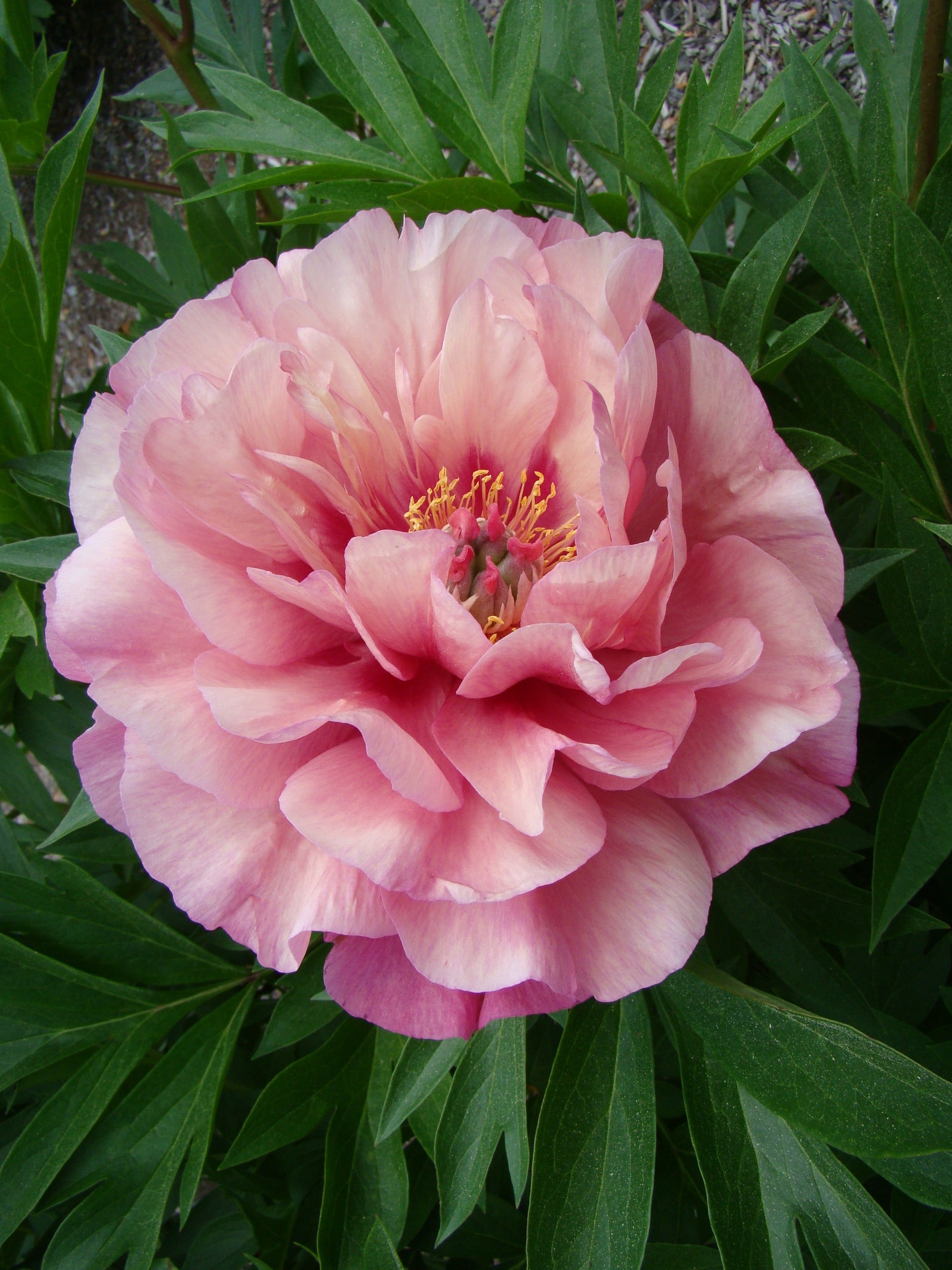 Paeonia Garden Candy® Double Bubble Pink™ 1 gallon plant