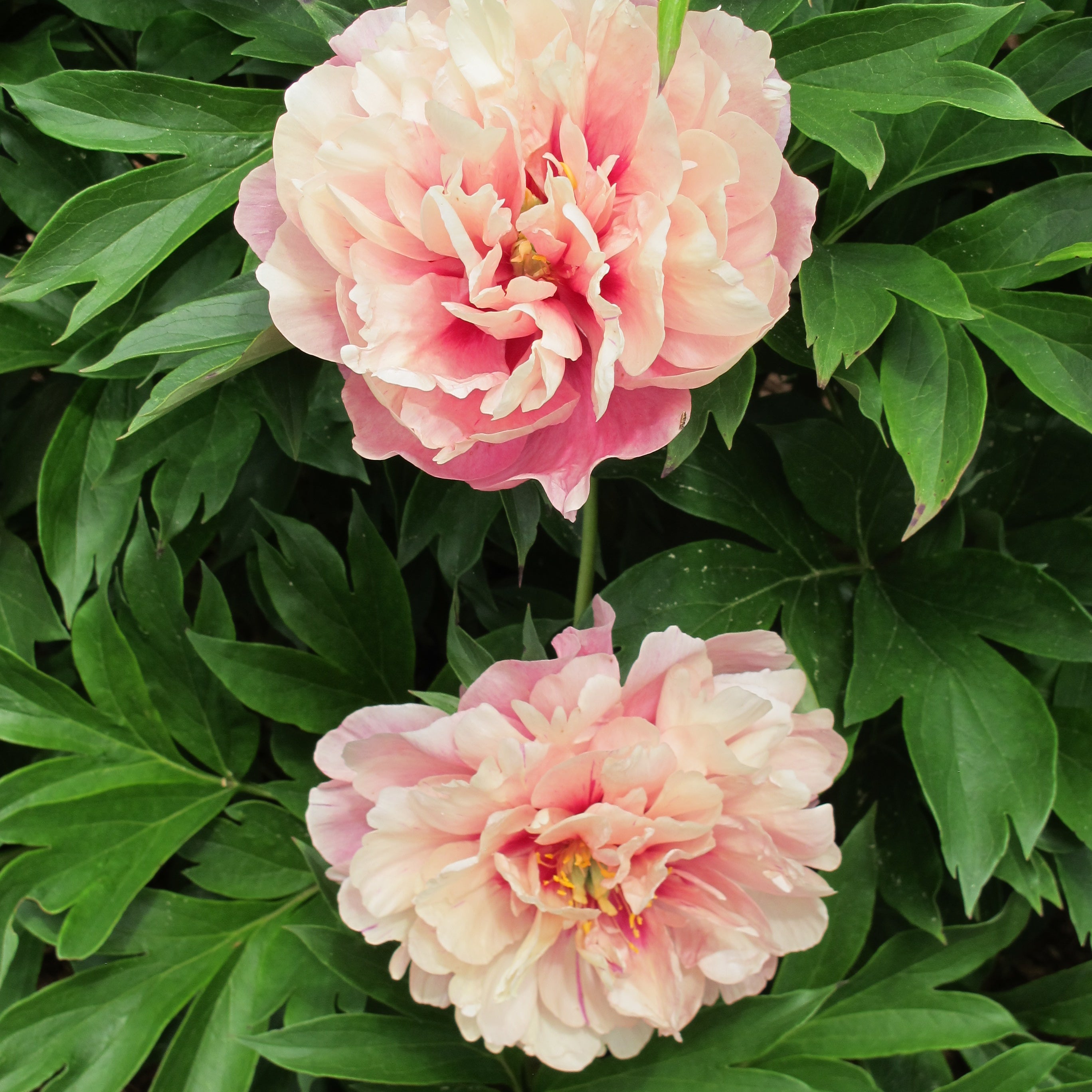 Paeonia Garden Candy® Double Bubble Pink™ 1 gallon plant