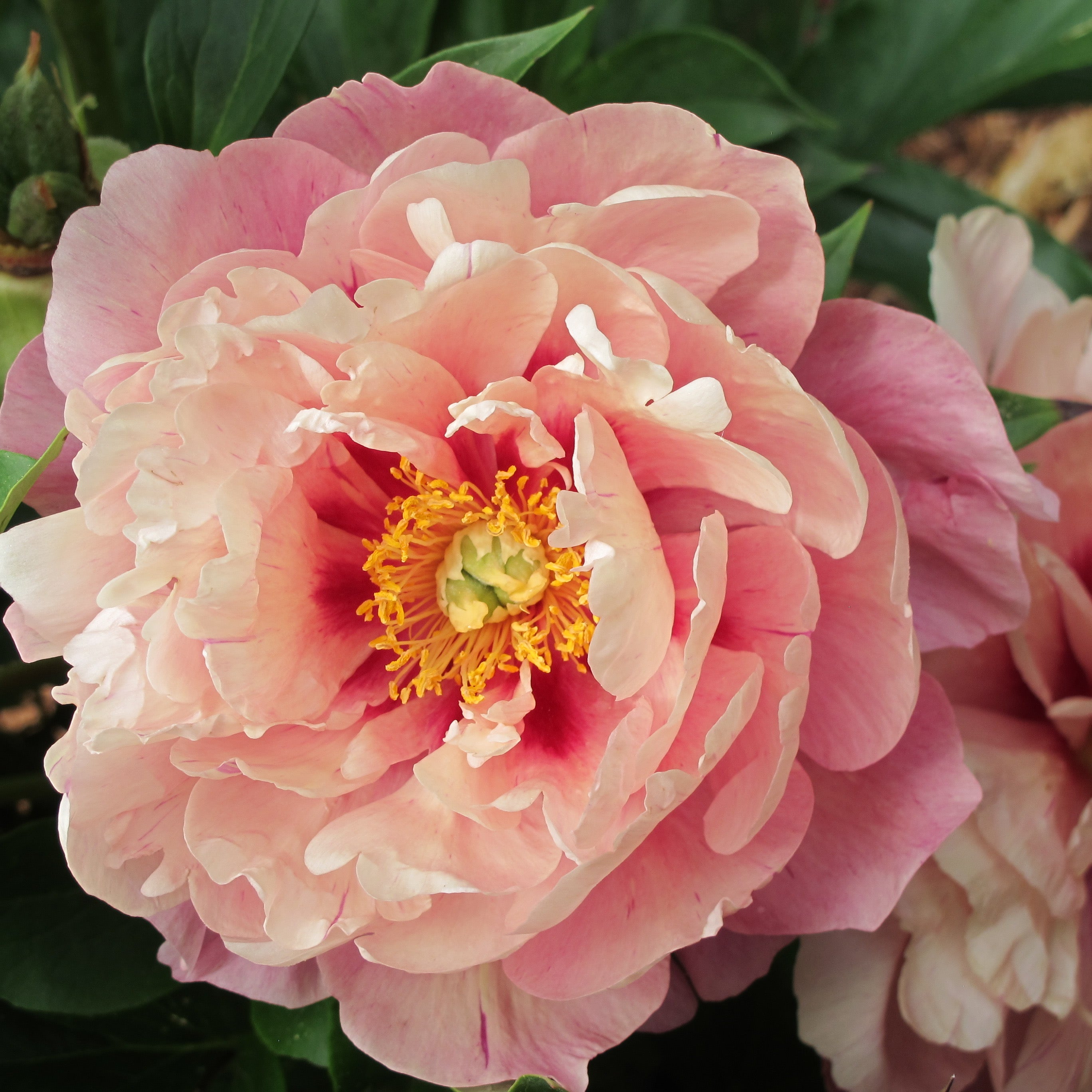 Paeonia Garden Candy® Double Bubble Pink™ 1 gallon plant