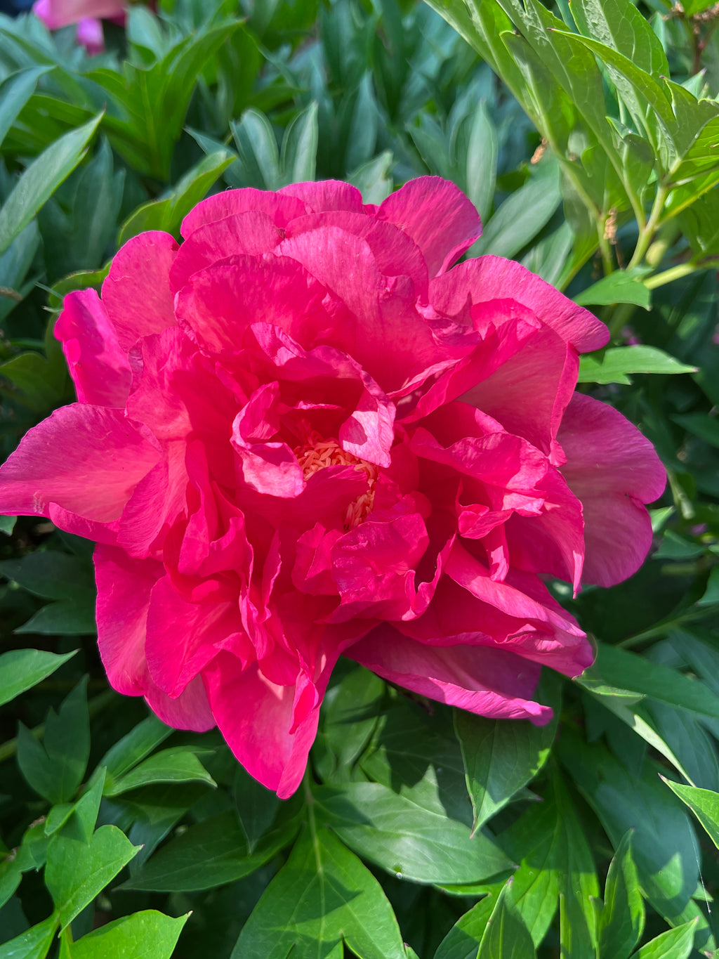 Paeonia Garden Candy® Evie Jane™ - 2 gal