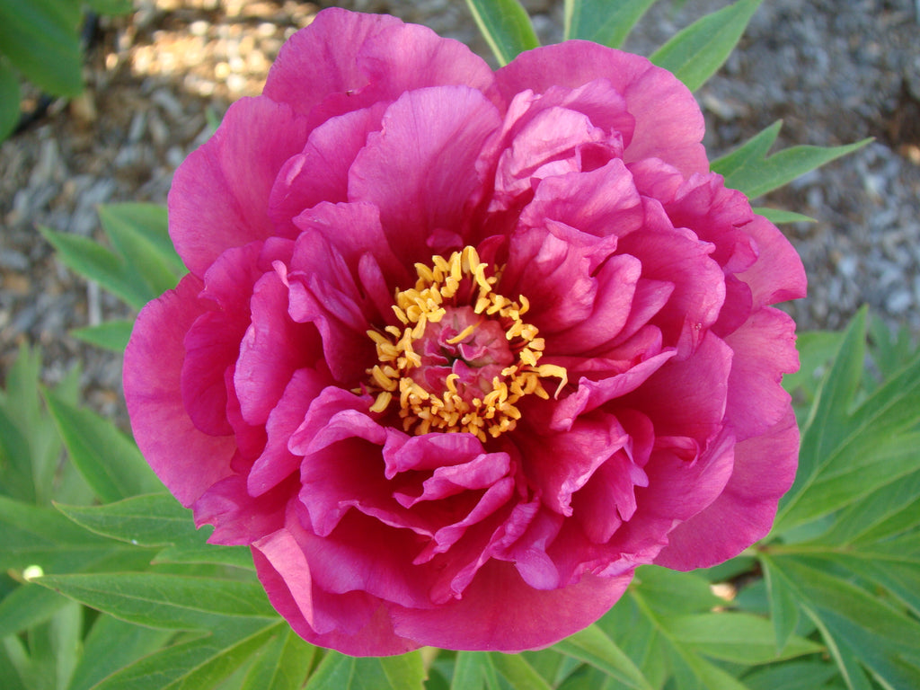 Paeonia Garden Candy® Evie Jane™ - 2 gal