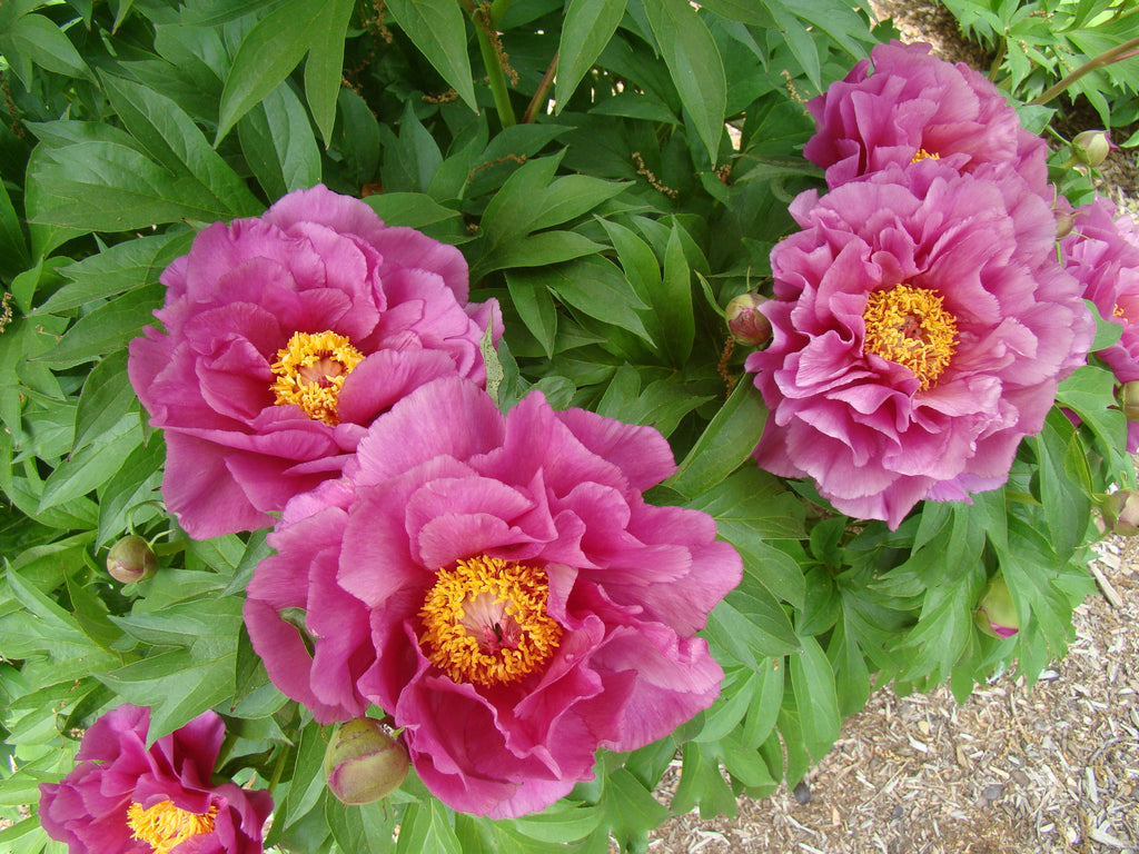 Paeonia Garden Candy® Evie Jane™ - 2 gal