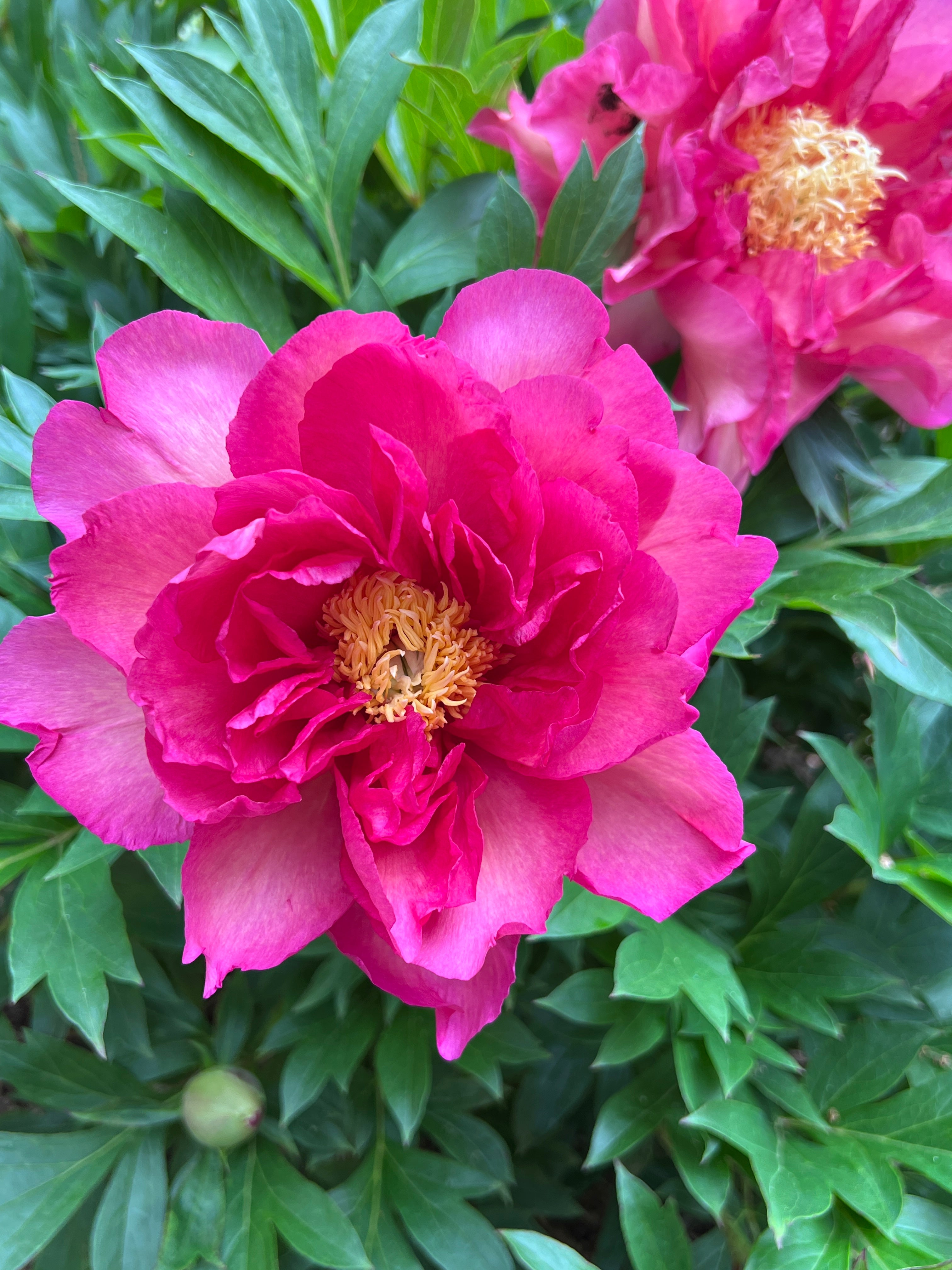 Paeonia Garden Candy® Noa Jolie™ 1 gallon plant