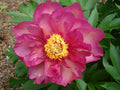 Paeonia Garden Candy® Noa Jolie™ 1 gallon plant