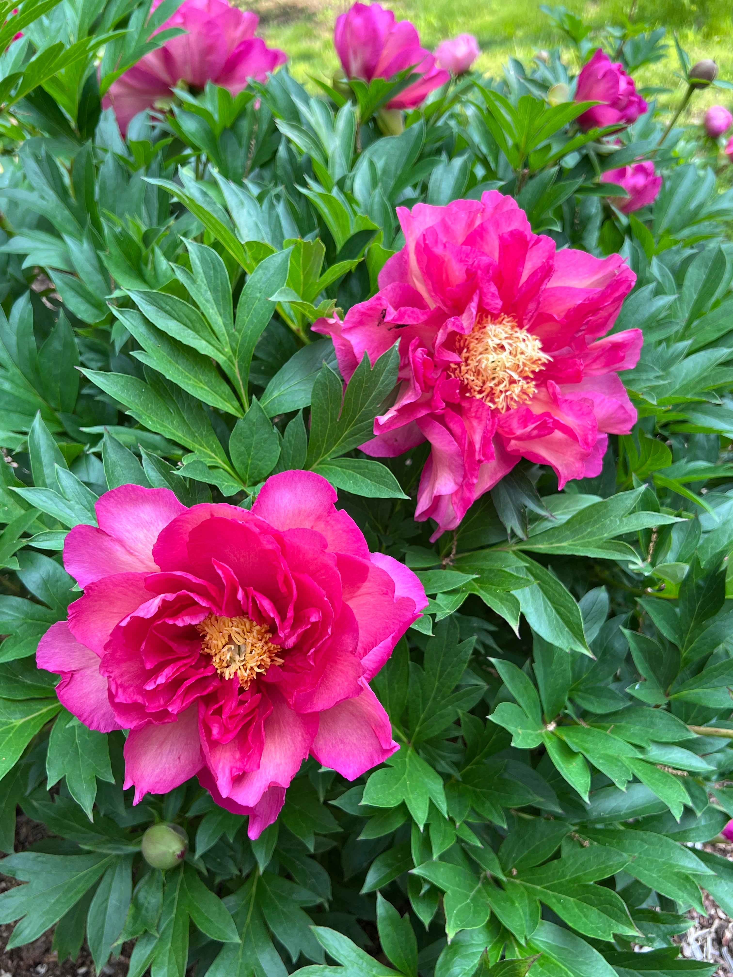 Paeonia Garden Candy® Noa Jolie™ 1 gallon plant