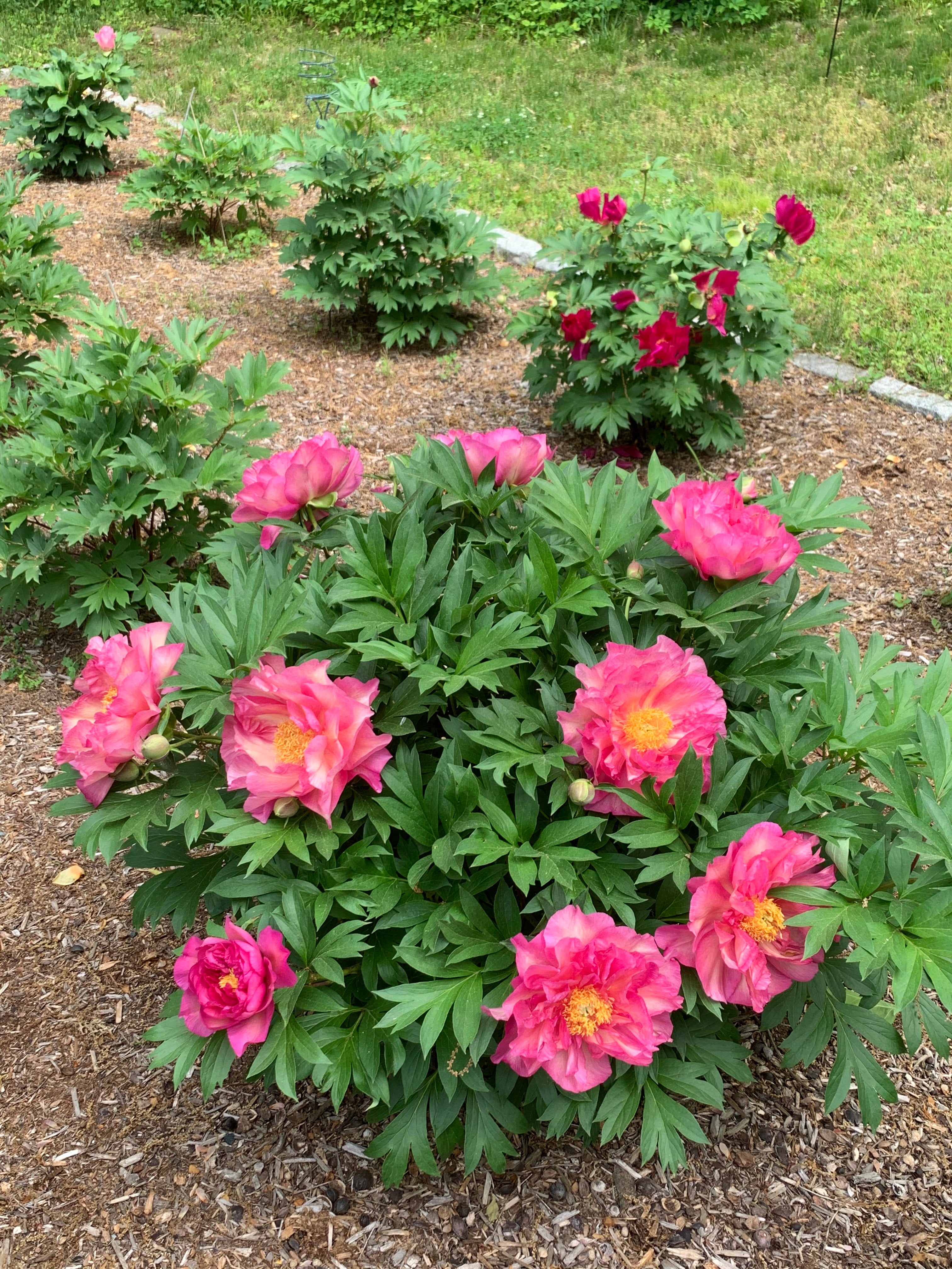 Paeonia Garden Candy® Noa Jolie™ 1 gallon plant
