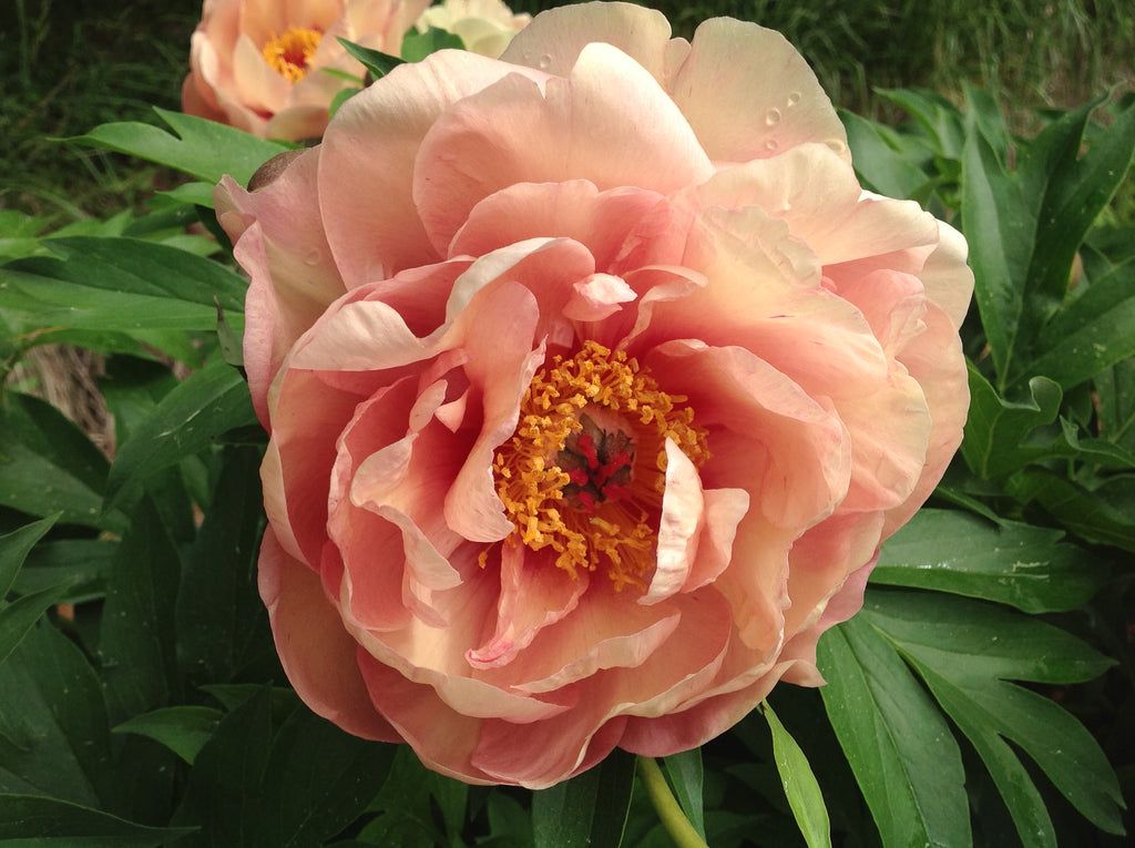 Paeonia Garden Candy® Peach-A-Licious™ 1 gallon plant