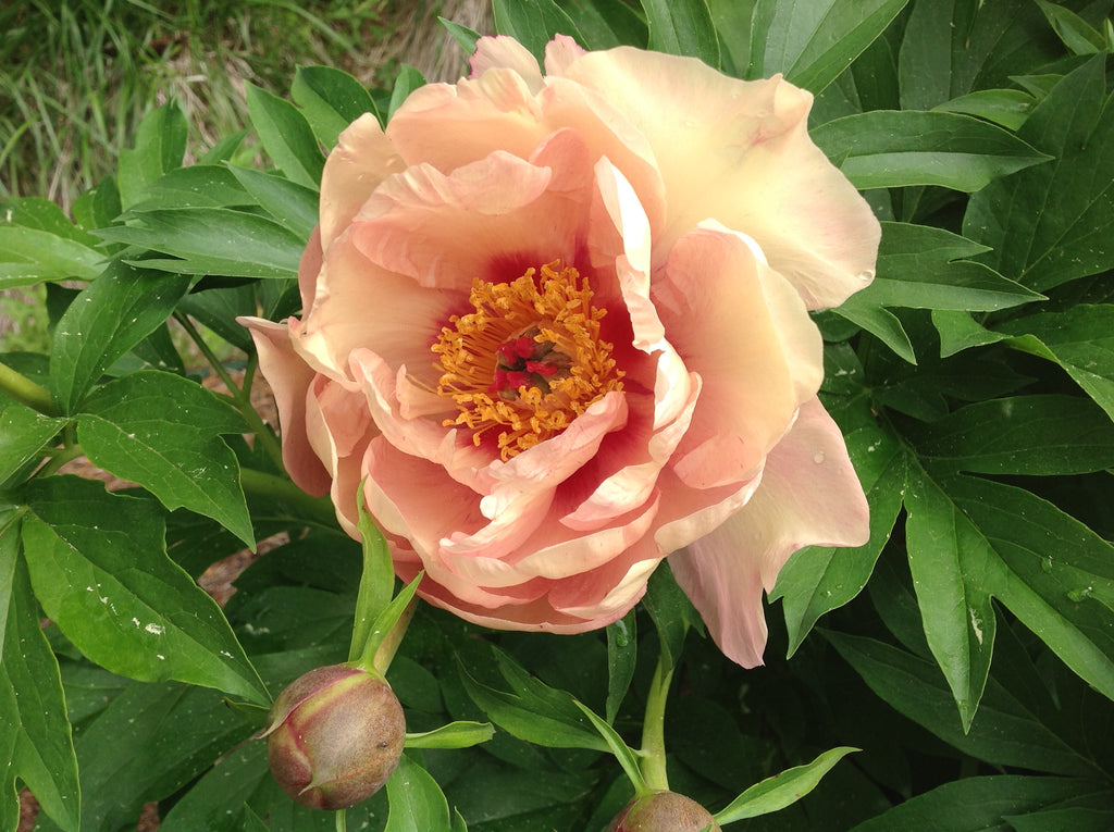 Paeonia Garden Candy® Peach-A-Licious™ 1 gallon plant