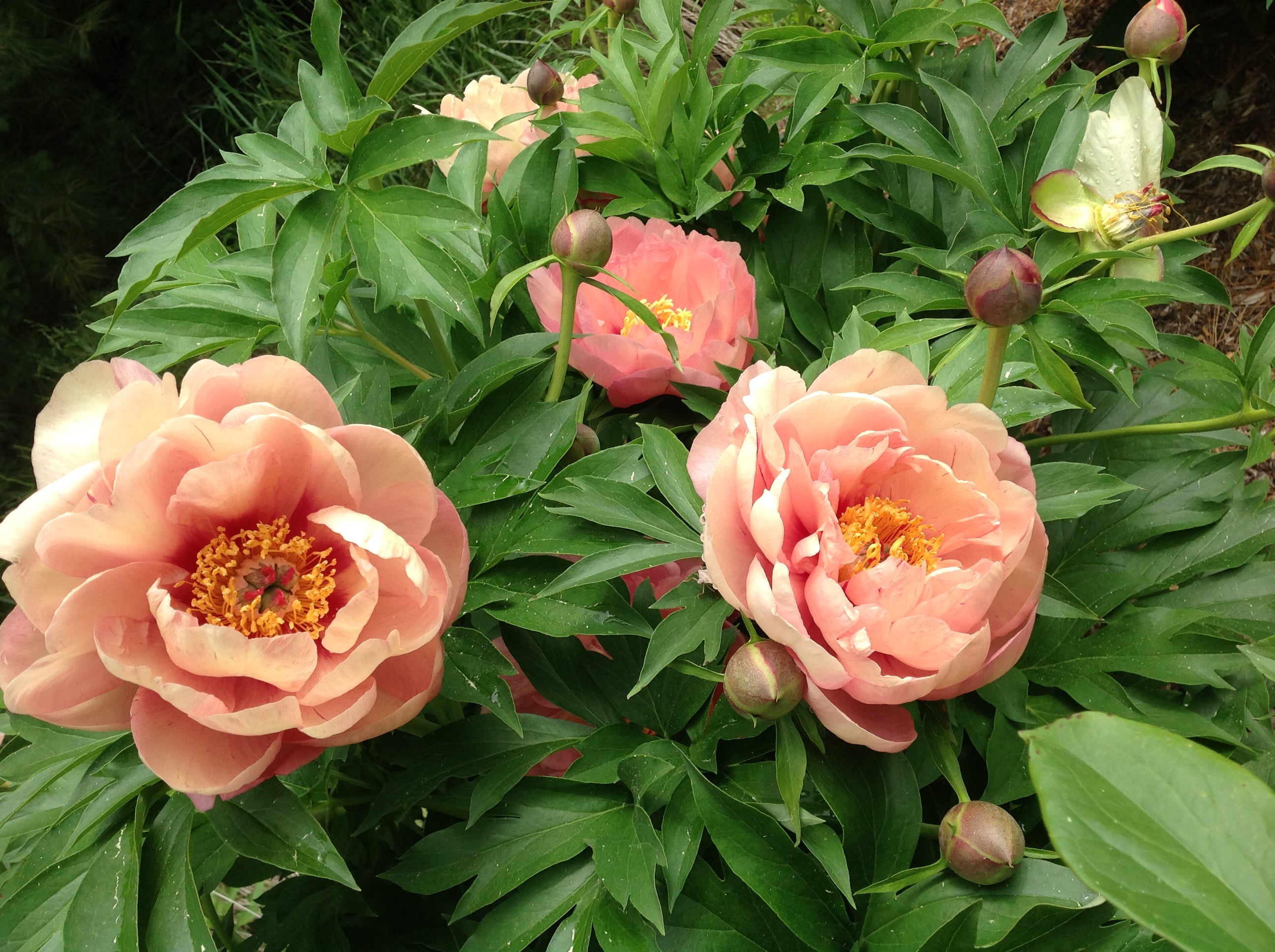 Paeonia Garden Candy® Peach-A-Licious™ 1 gallon plant