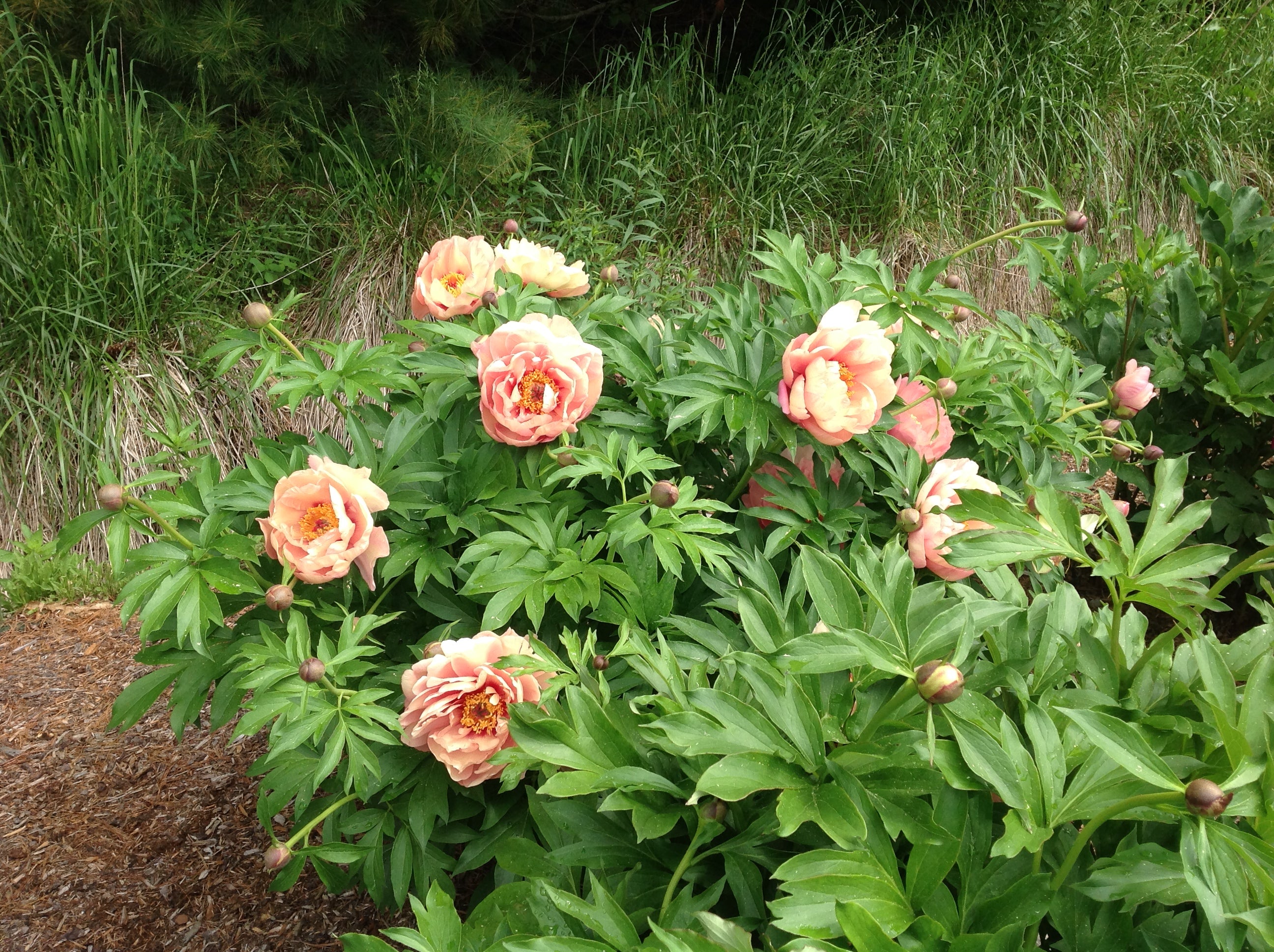 Paeonia Garden Candy® Peach-A-Licious™ 1 gallon plant
