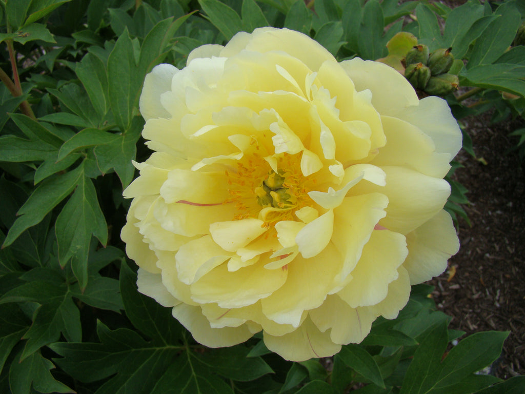 Paeonia Garden Candy® Pineapple Fizz™ 1 gallon plant
