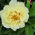 Paeonia Garden Candy® Pineapple Fizz™ 1 gallon plant