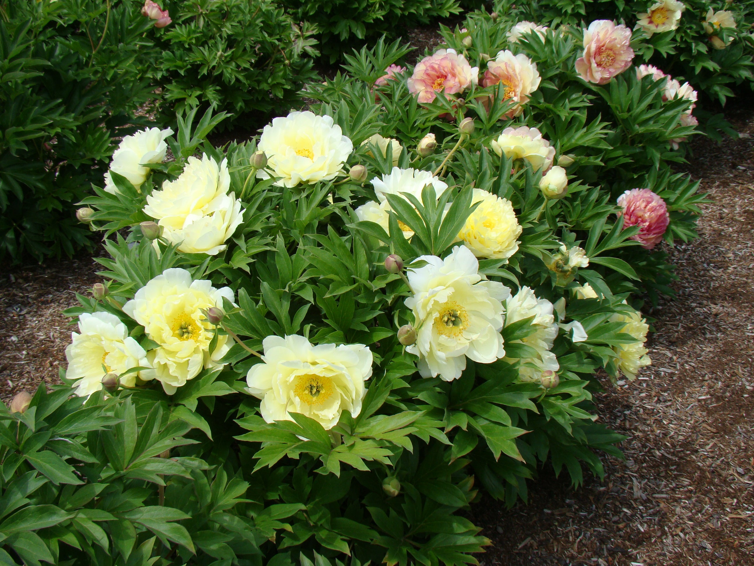 Paeonia Garden Candy® Pineapple Fizz™ 1 gallon plant