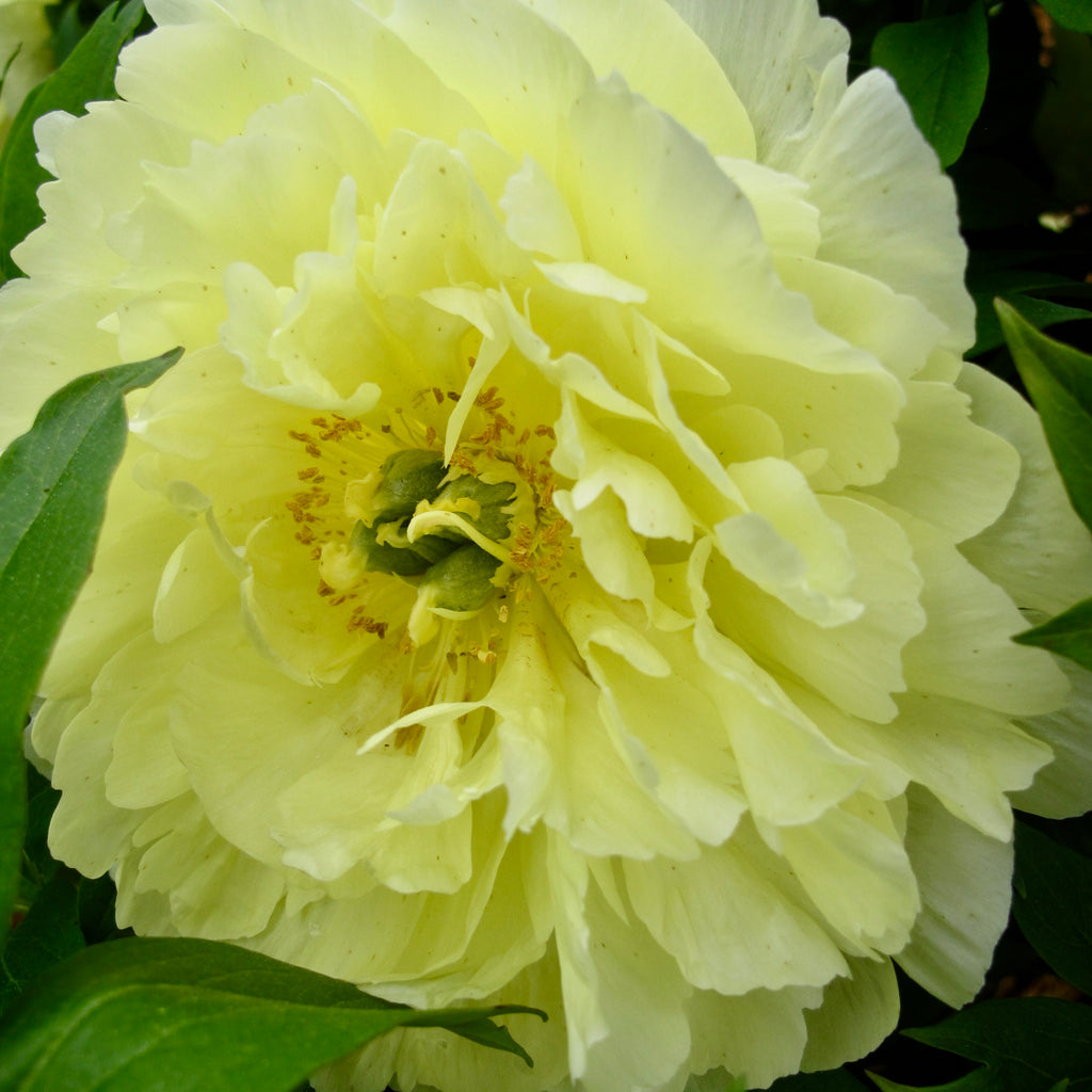 Paeonia Garden Candy® Pineapple Fizz™ 1 gallon plant