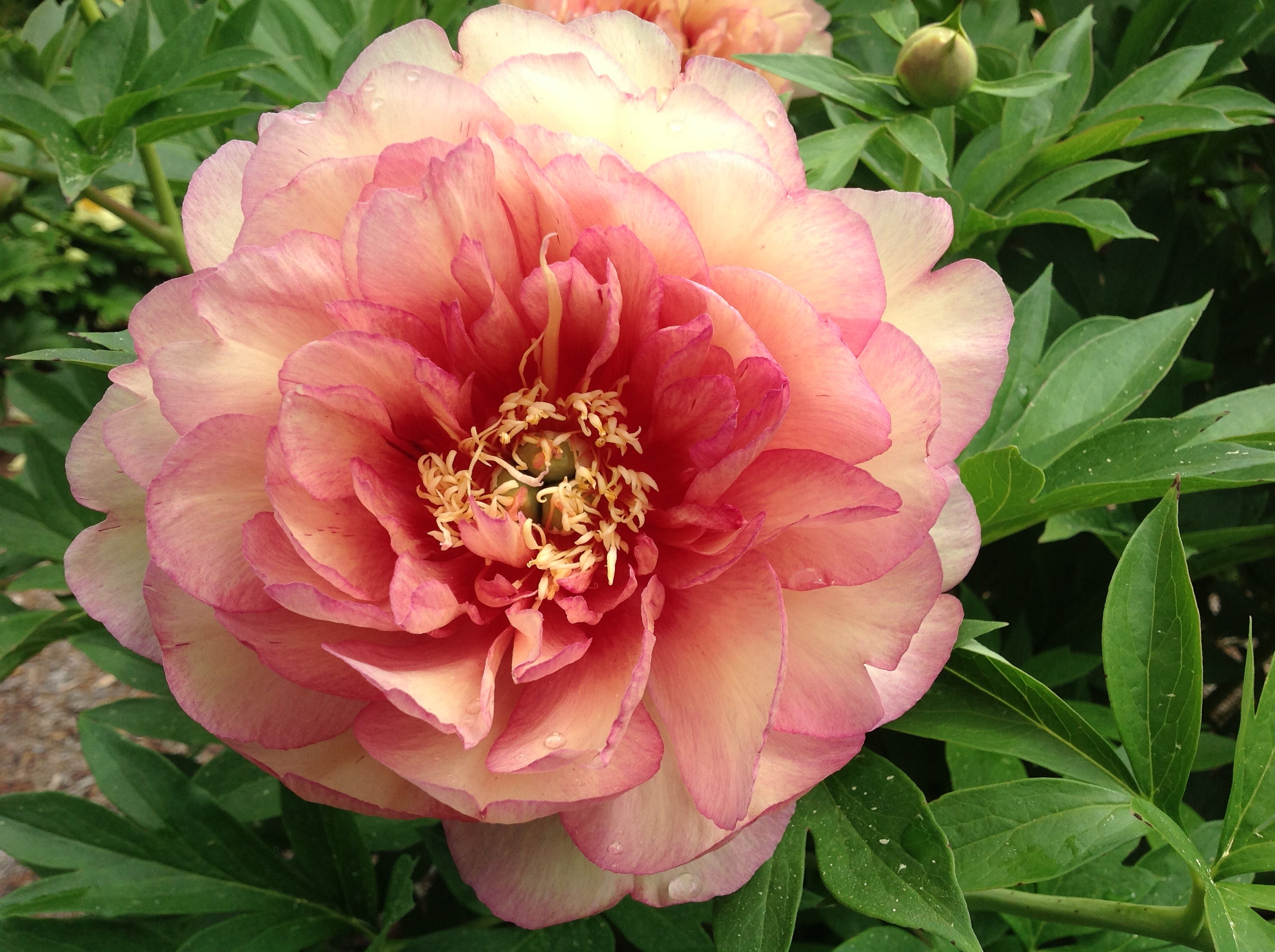 Paeonia Garden Candy® Simply Scrumptious™ 1 gallon