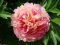 Paeonia Garden Candy® Simply Scrumptious™ 1 gallon