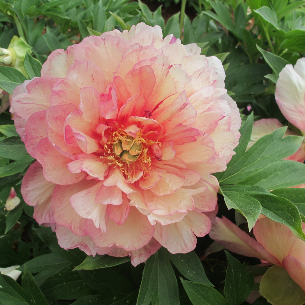 Paeonia Garden Candy® Simply Scrumptious™ 1 gallon