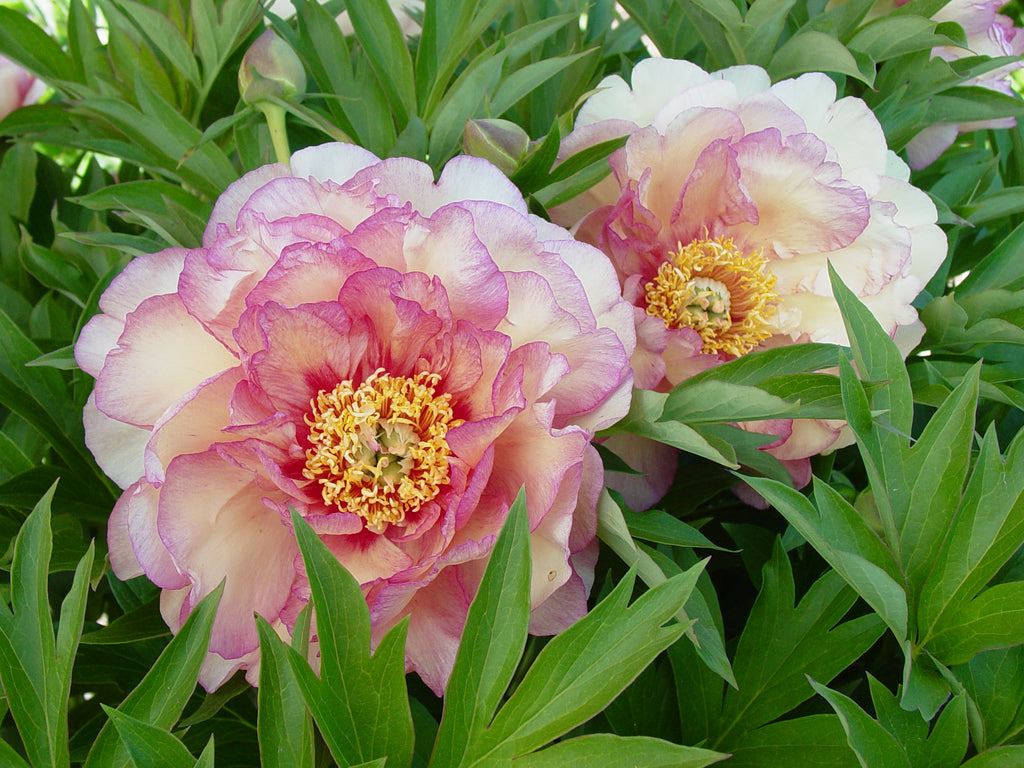 Paeonia Garden Candy® Simply Scrumptious™ 1 gallon
