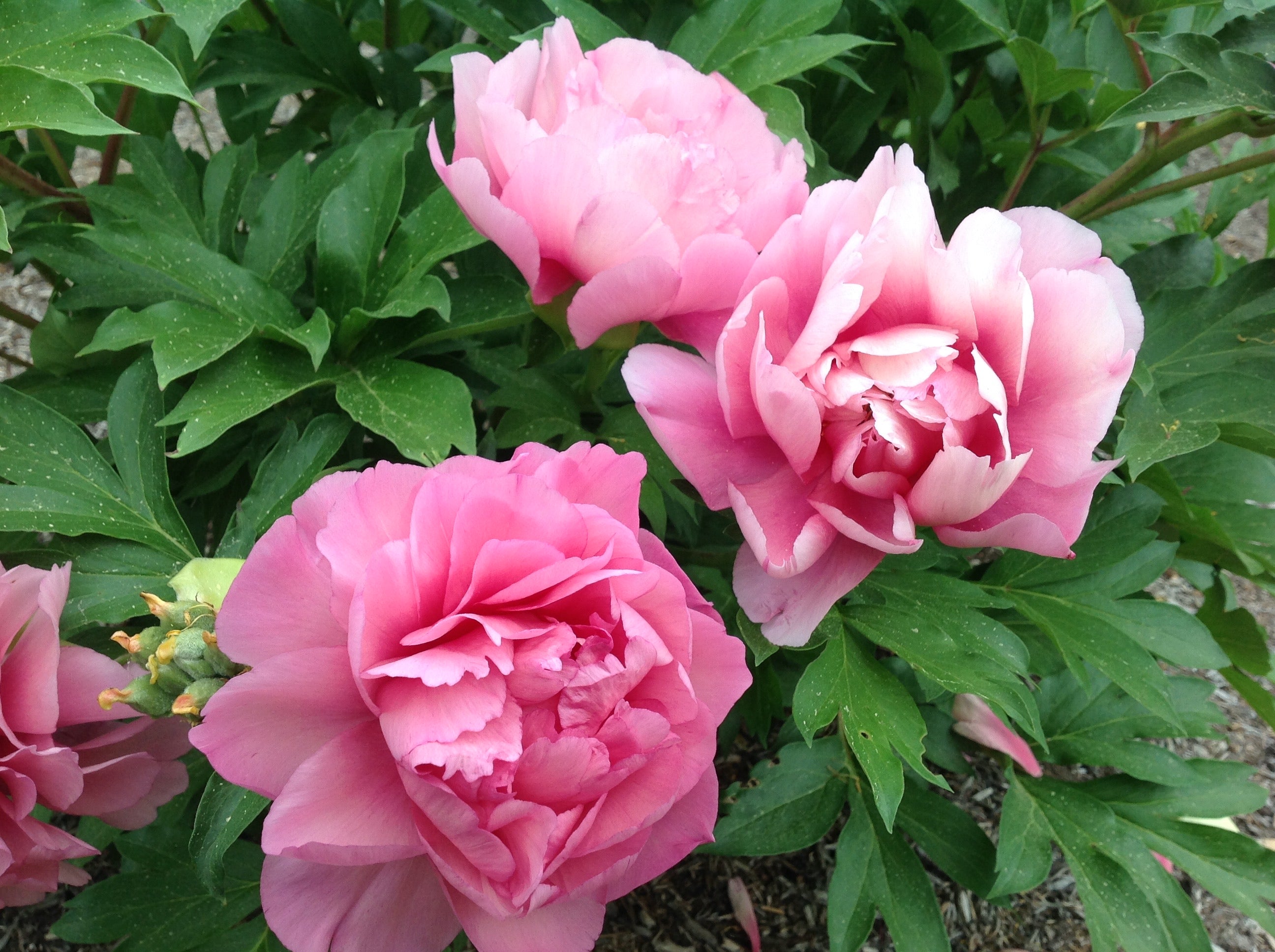 Paeonia Garden Candy® Strawberry Swirl™ - 2gal