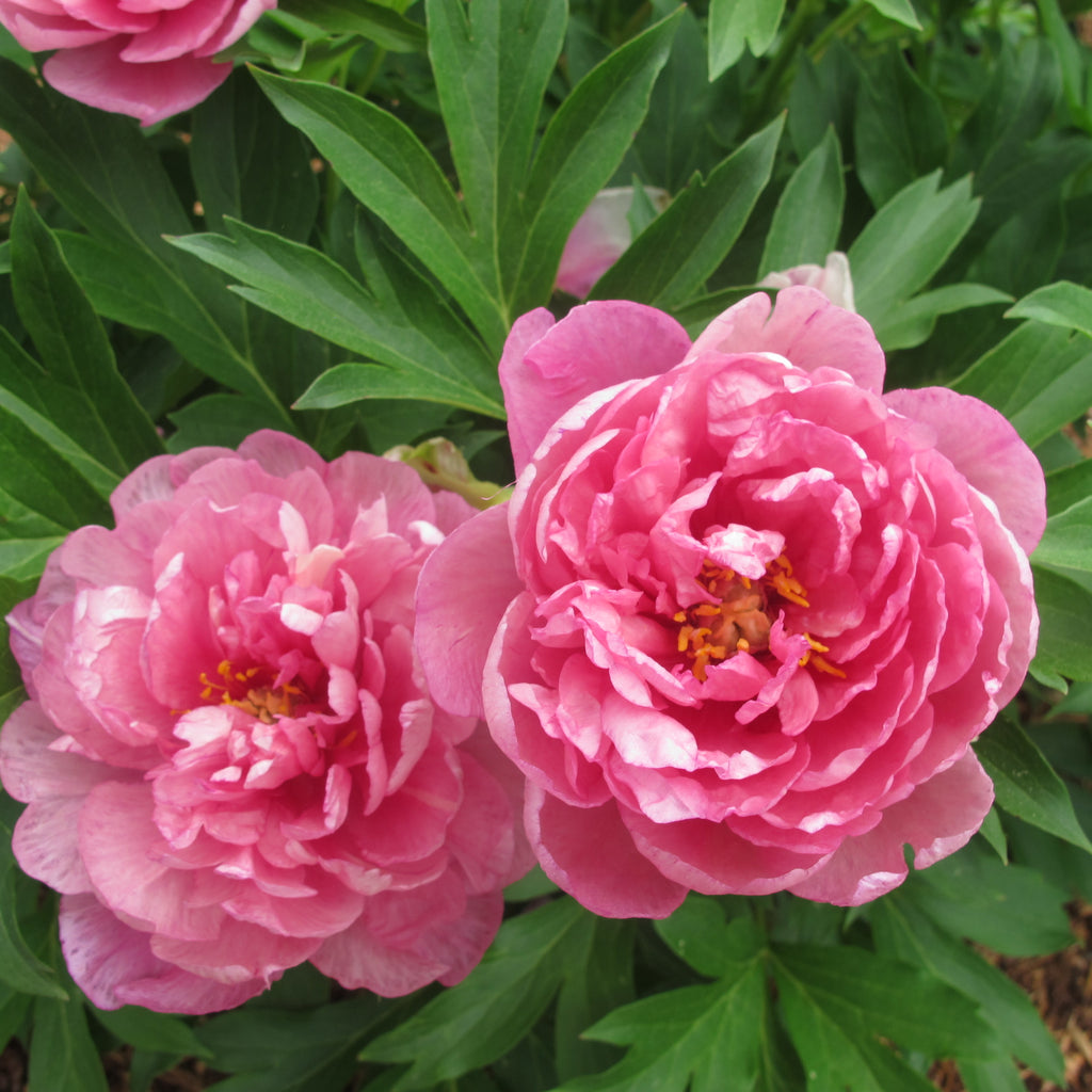 Paeonia Garden Candy® Strawberry Swirl™ - 2gal