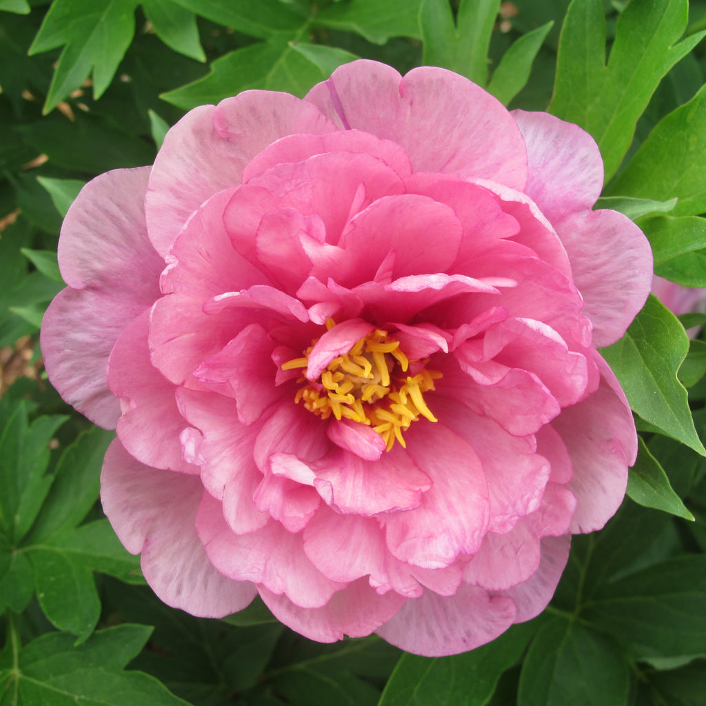 Paeonia Garden Candy® Strawberry Swirl™ - 2gal
