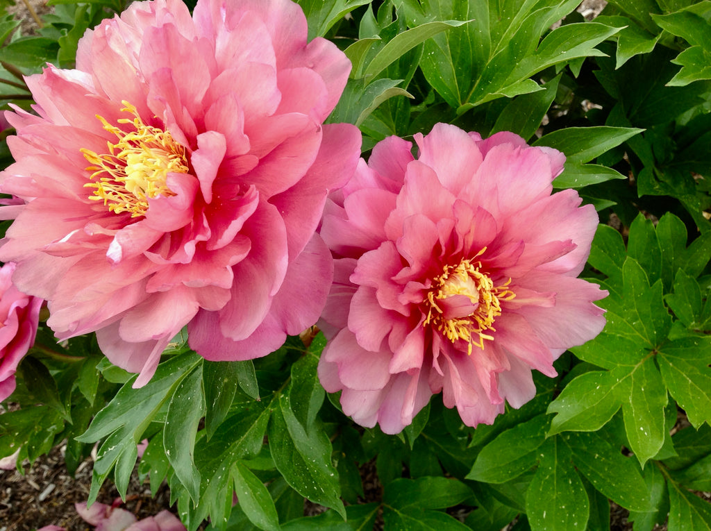 Paeonia Garden Candy® Strawberry Swirl™ - 2gal