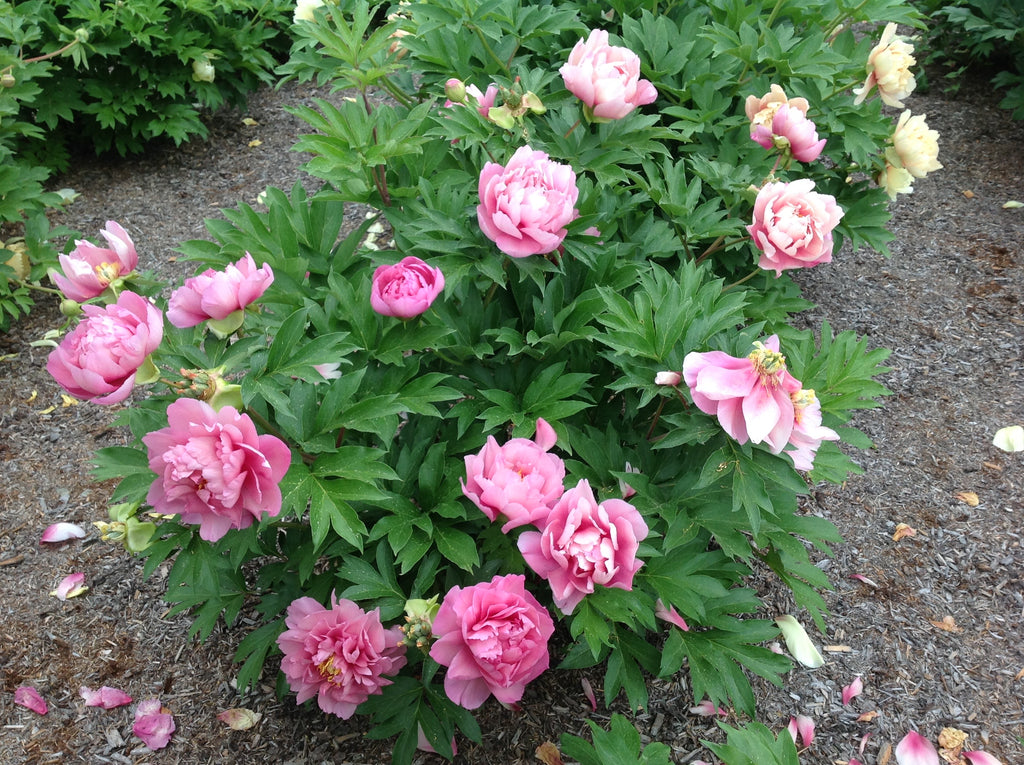 Paeonia Garden Candy® Strawberry Swirl™ - 2gal