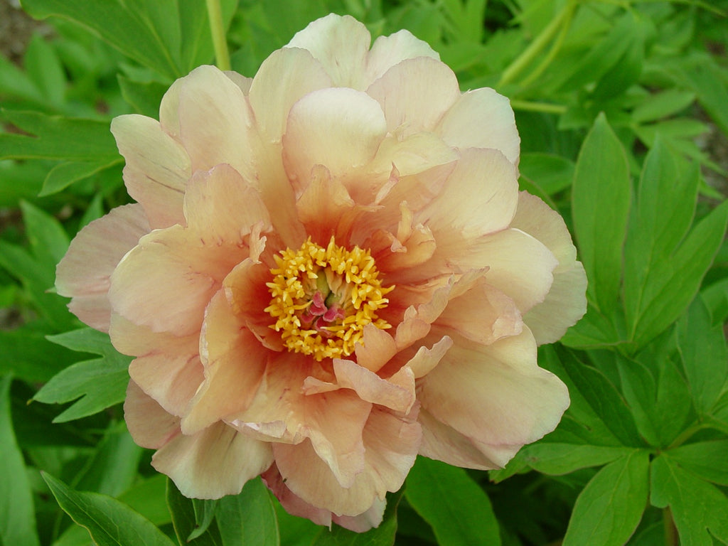 Paeonia Garden Candy® Summer Sunset™ 1 gallon plant