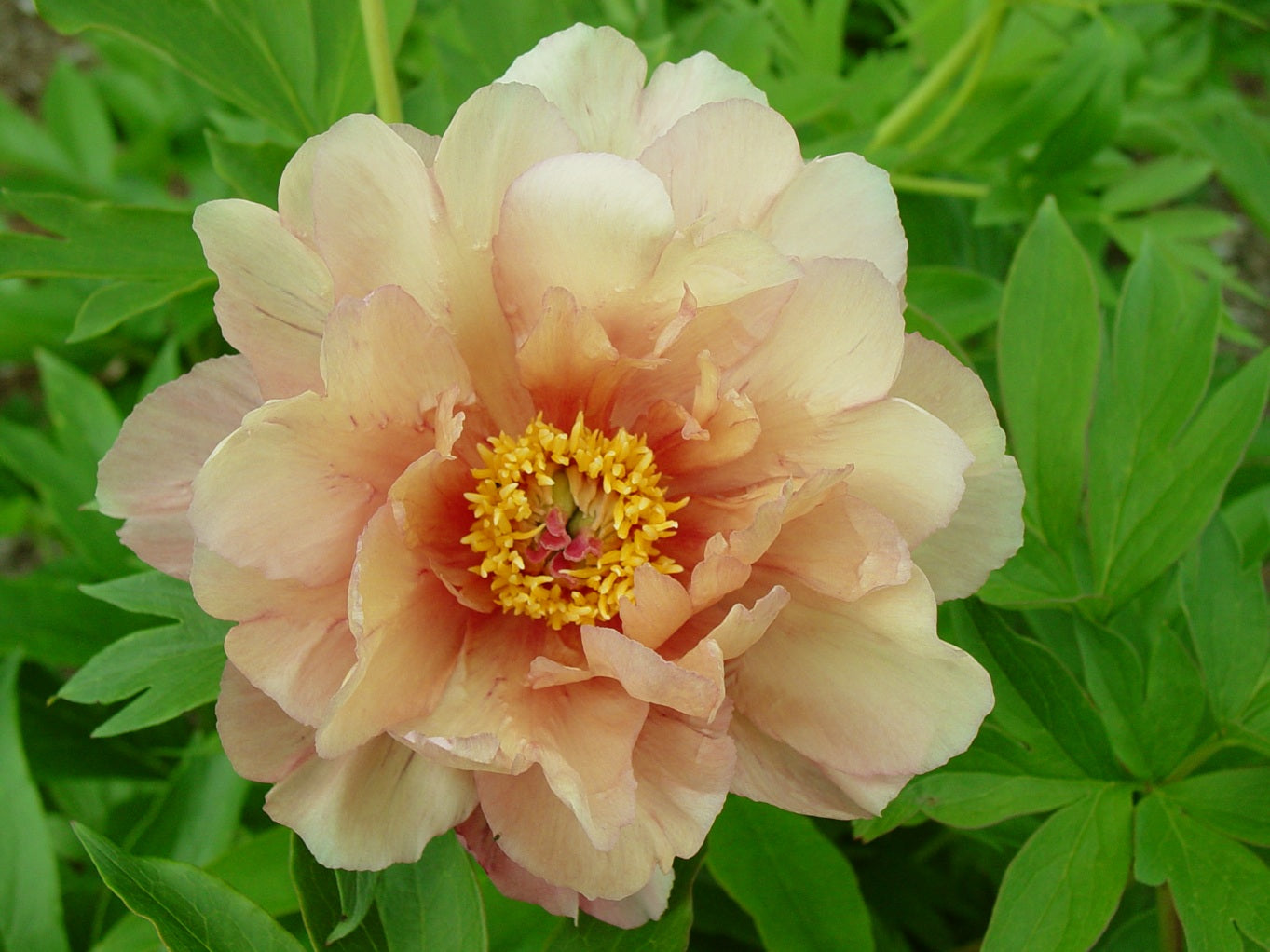 Paeonia Garden Candy® Summer Sunset™ 1 gallon plant