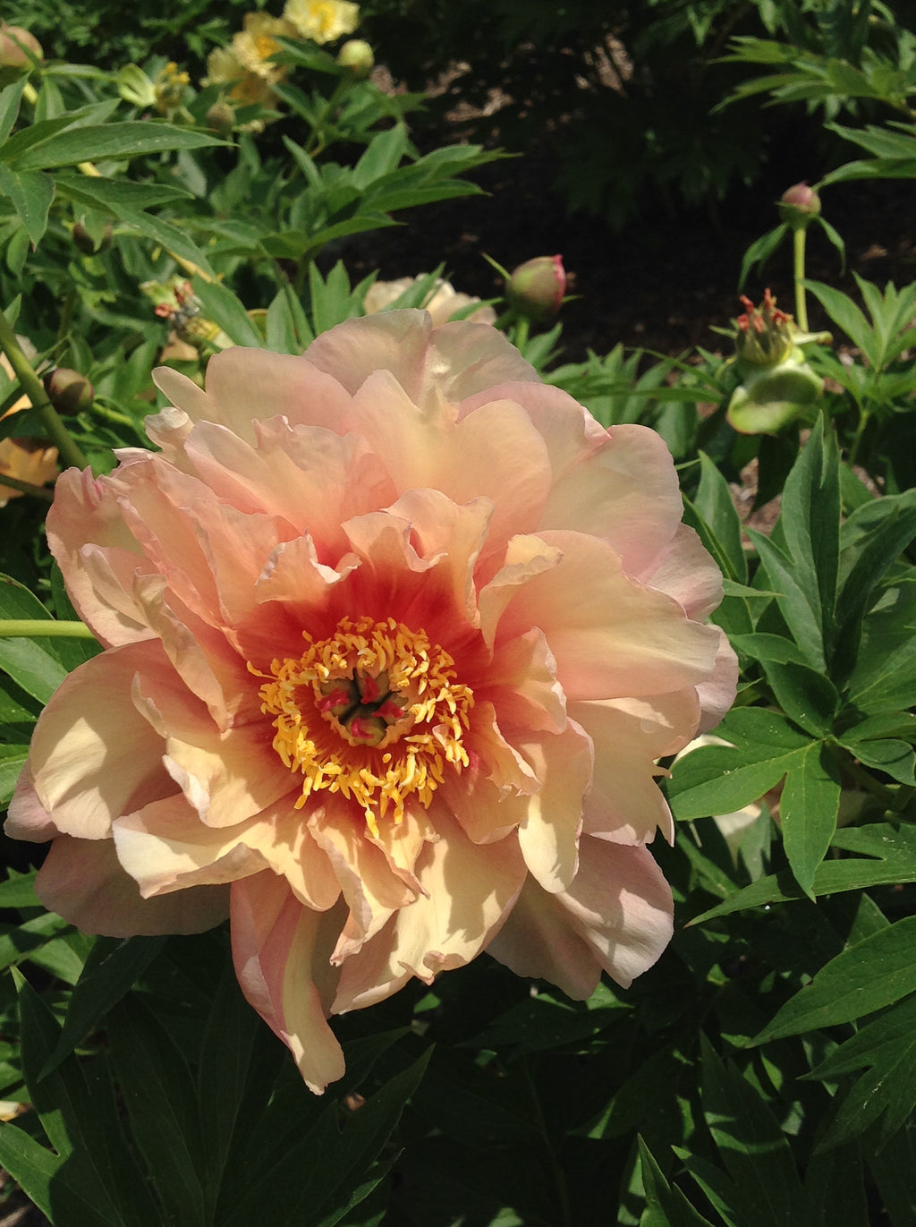 Paeonia Garden Candy® Summer Sunset™ 1 gallon plant