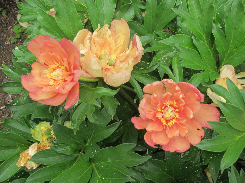 Paeonia Garden Candy® Summer Sunset™ 1 gallon plant
