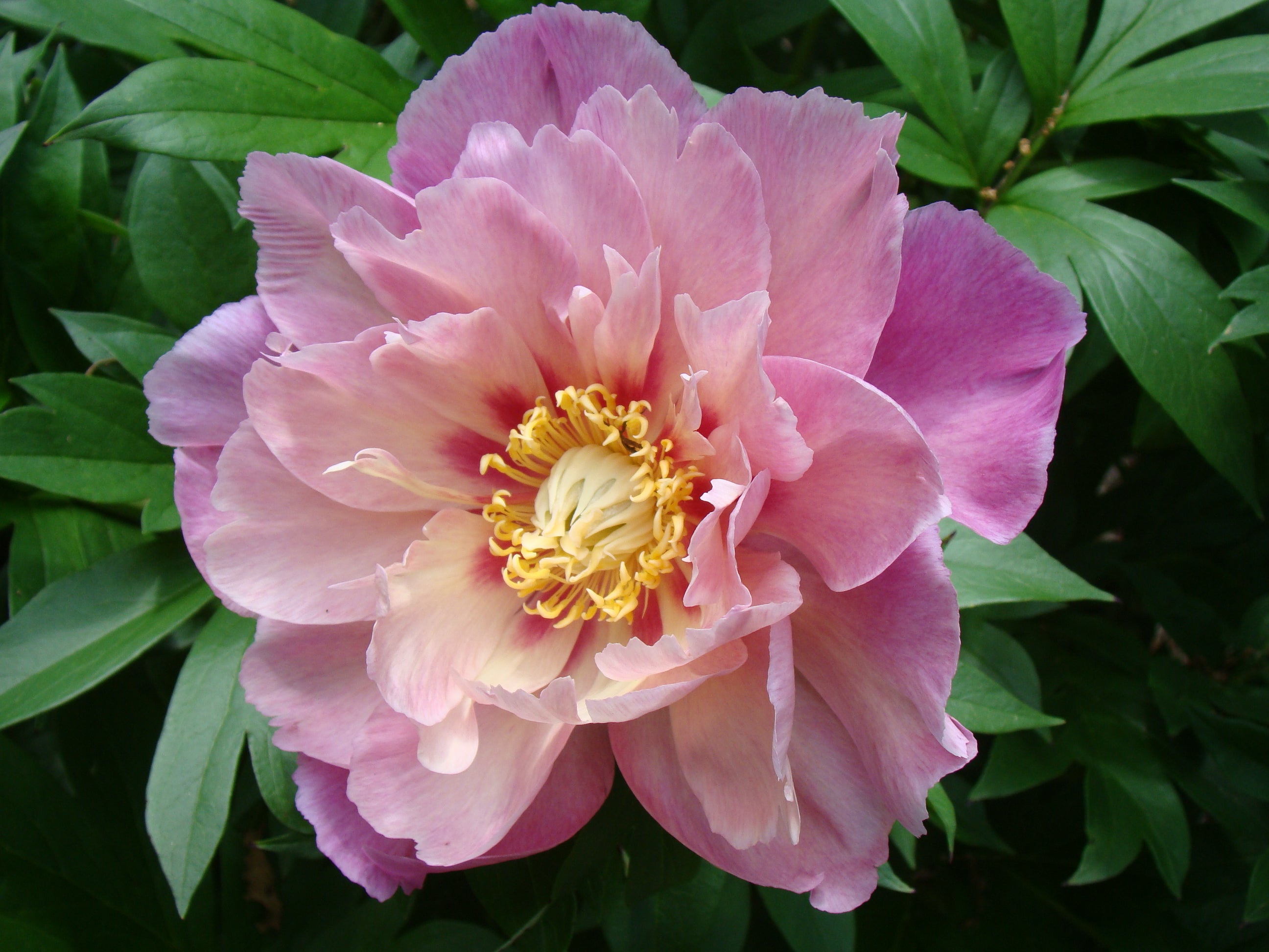 Paeonia Garden Candy® Sweet Treat™ 1 gallon plant
