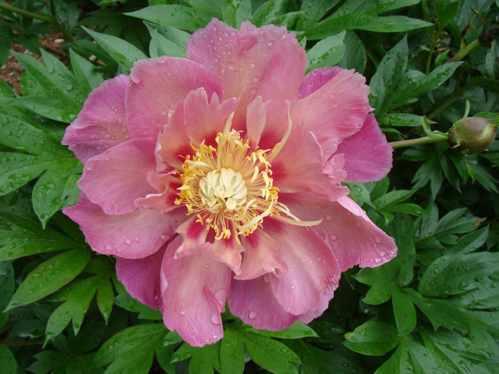 Paeonia Garden Candy® Sweet Treat™ 1 gallon plant