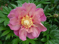 Paeonia Garden Candy® Sweet Treat™ 1 gallon plant